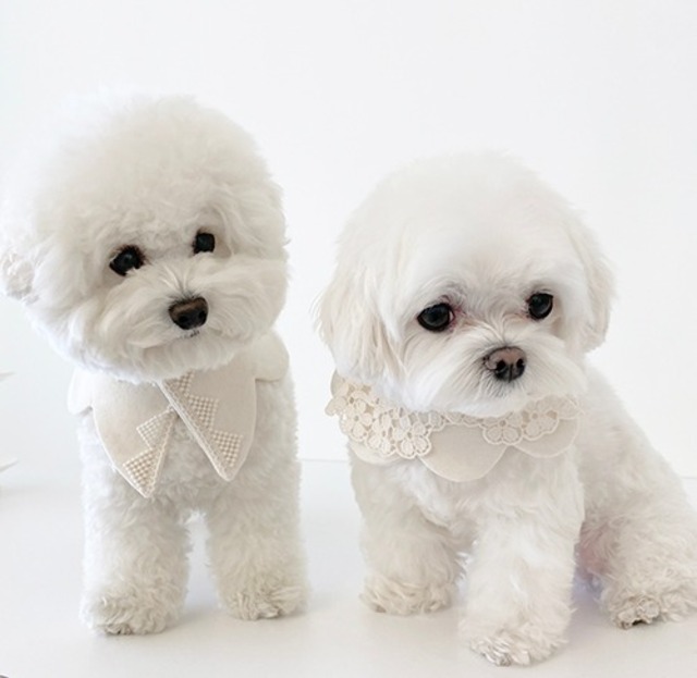 〈即納アイテム〉EYOU ケープ / White day cape (Flower) Mサイズ