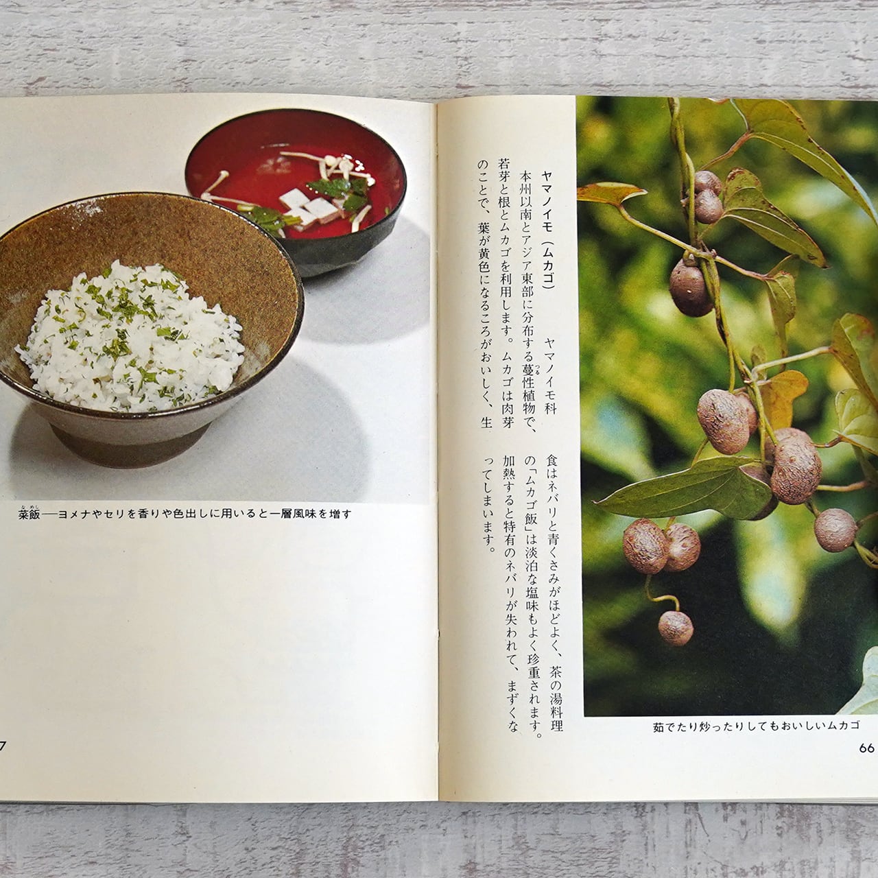 山菜入門 -採取と料理- 山田幸男 (カラーブックス323) | タイムカプセル