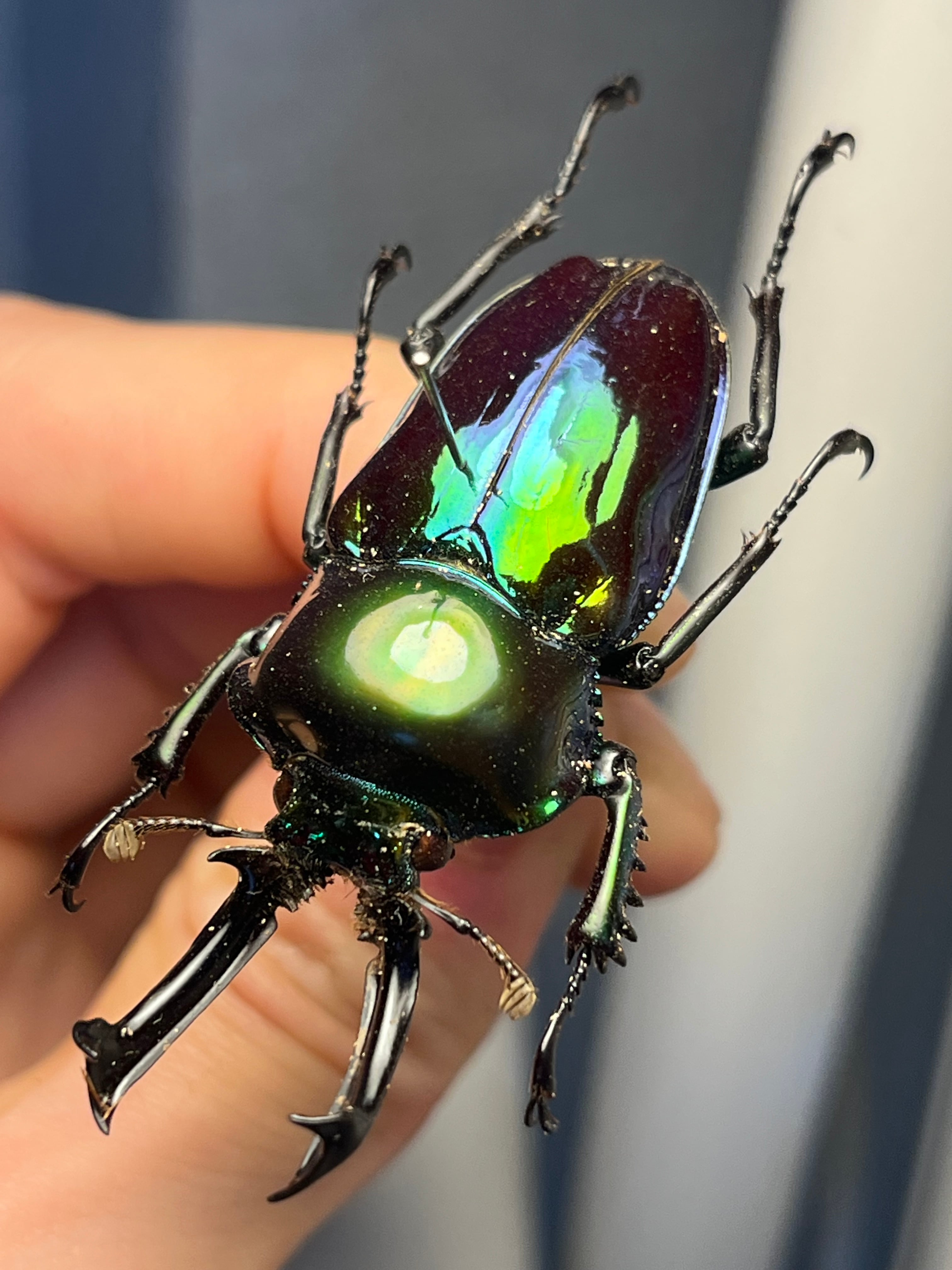 標本】ニジイロクワガタ オウゴンオニクワガタ ピカール血統 エラフス