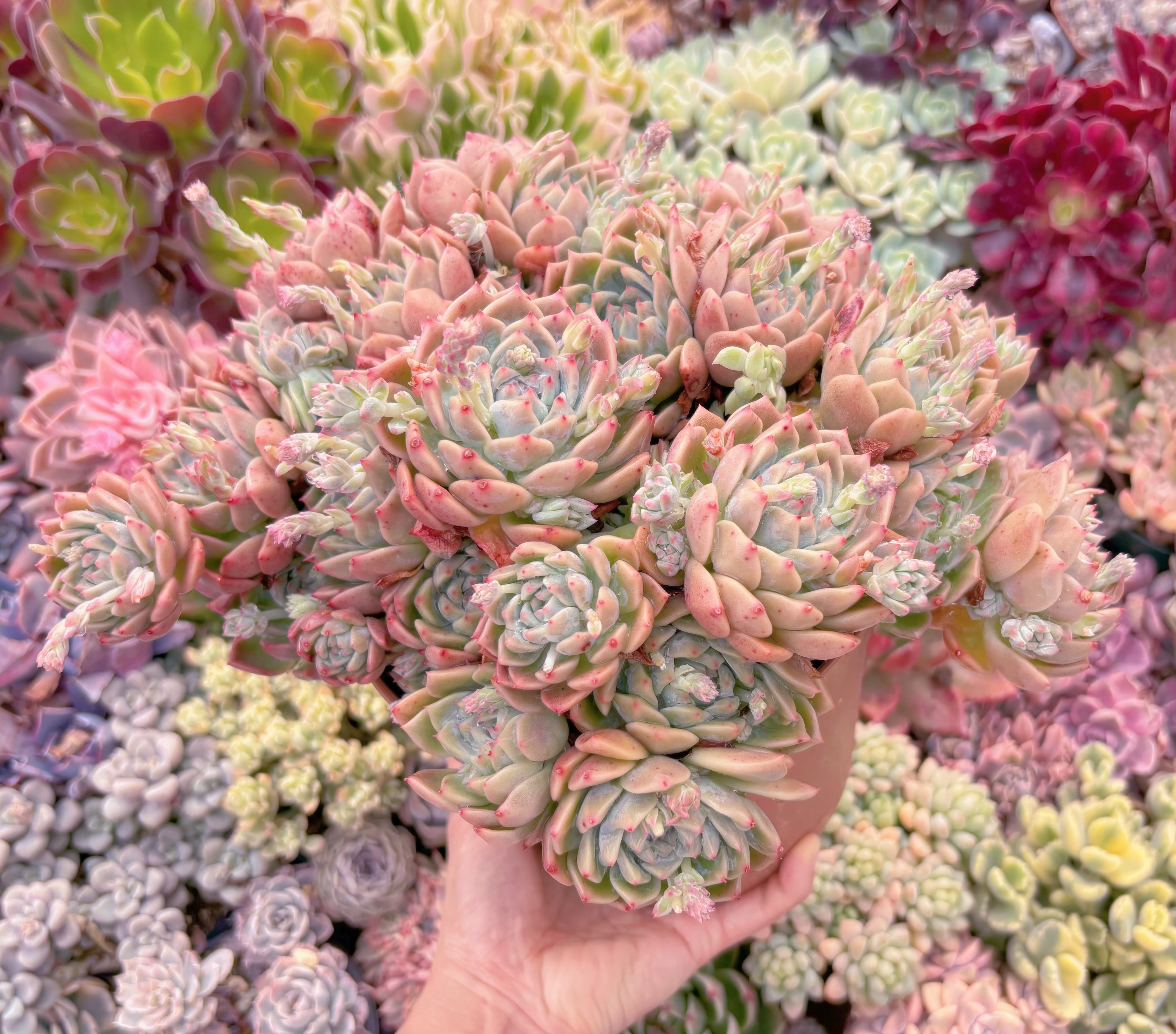 霜花錦　多肉植物 現品 霜花#528 特特大群生 新入荷 るる農園 | るる農園~多肉植物専門