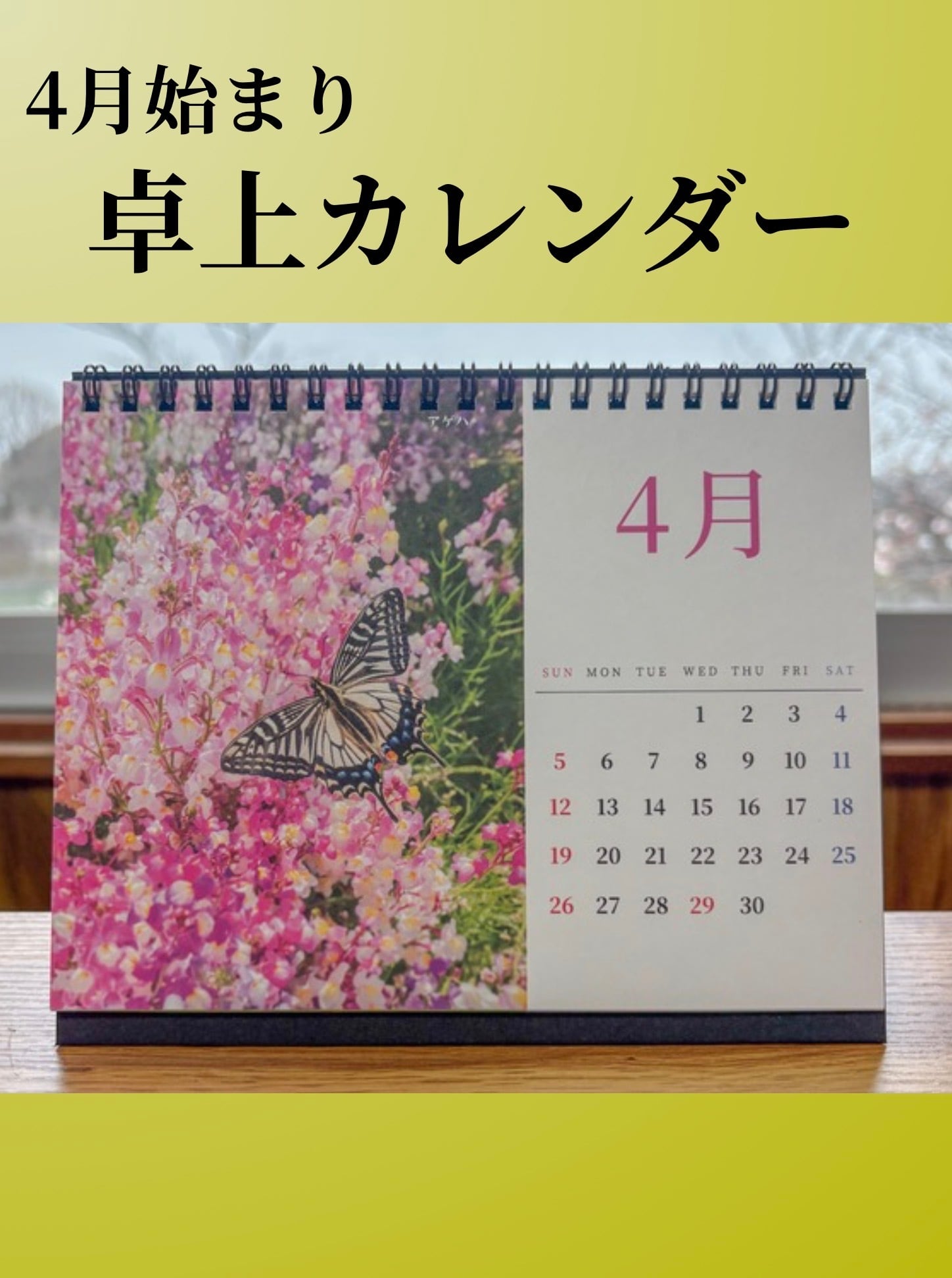 愛を込めて蝶撮影