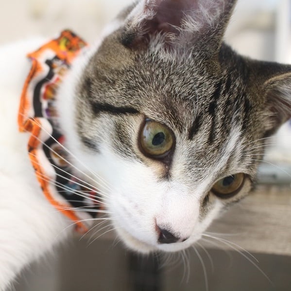 ハロウィンの夜に似合う猫のシュシュ首輪｜2段フリル・ハンドメイド