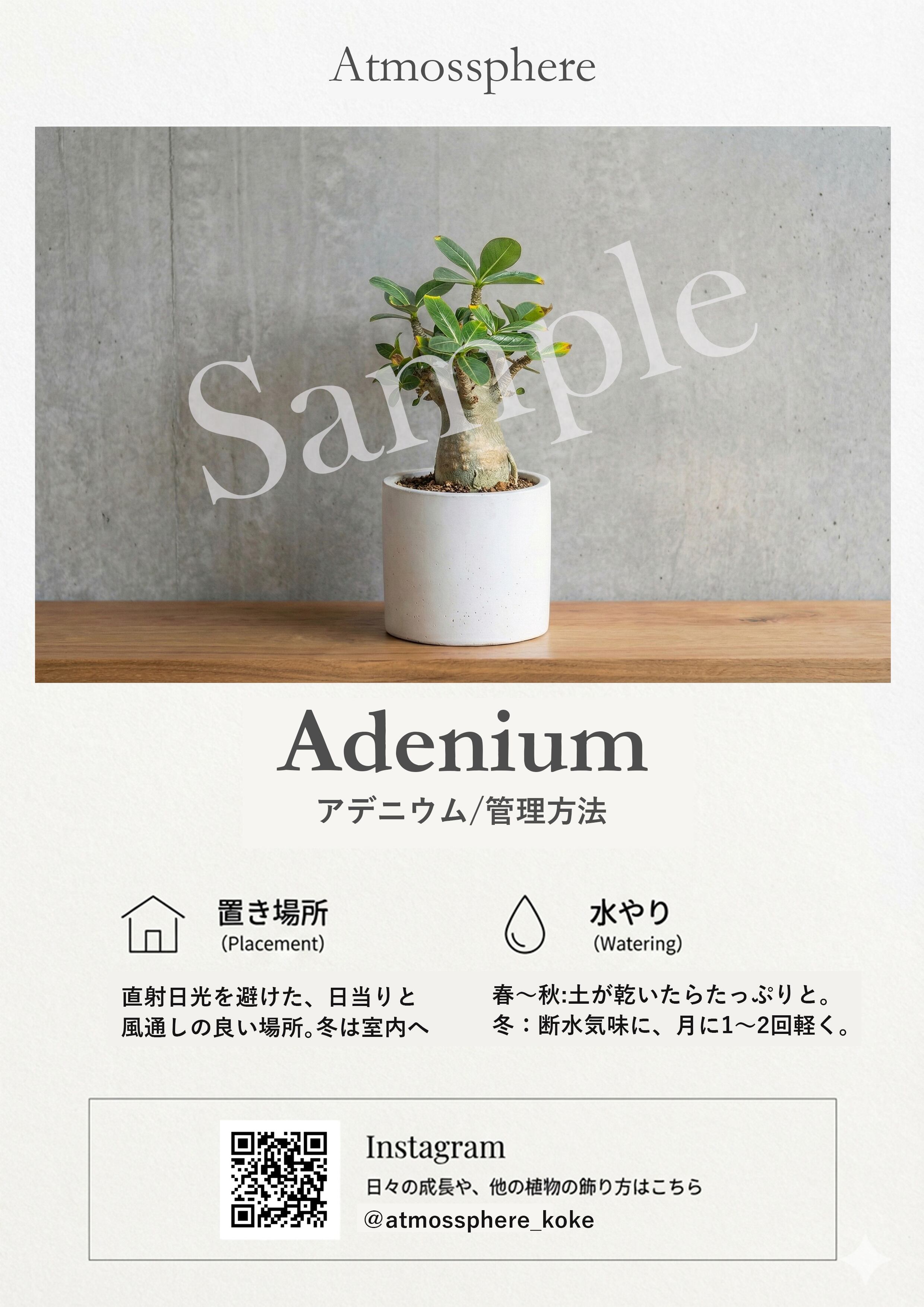 ラベンダー盆栽仕立て｜丸い樹形がかわいい爽やかグリーン【虫発生抑制／手作りモルタル鉢】（全国一律送料850円）