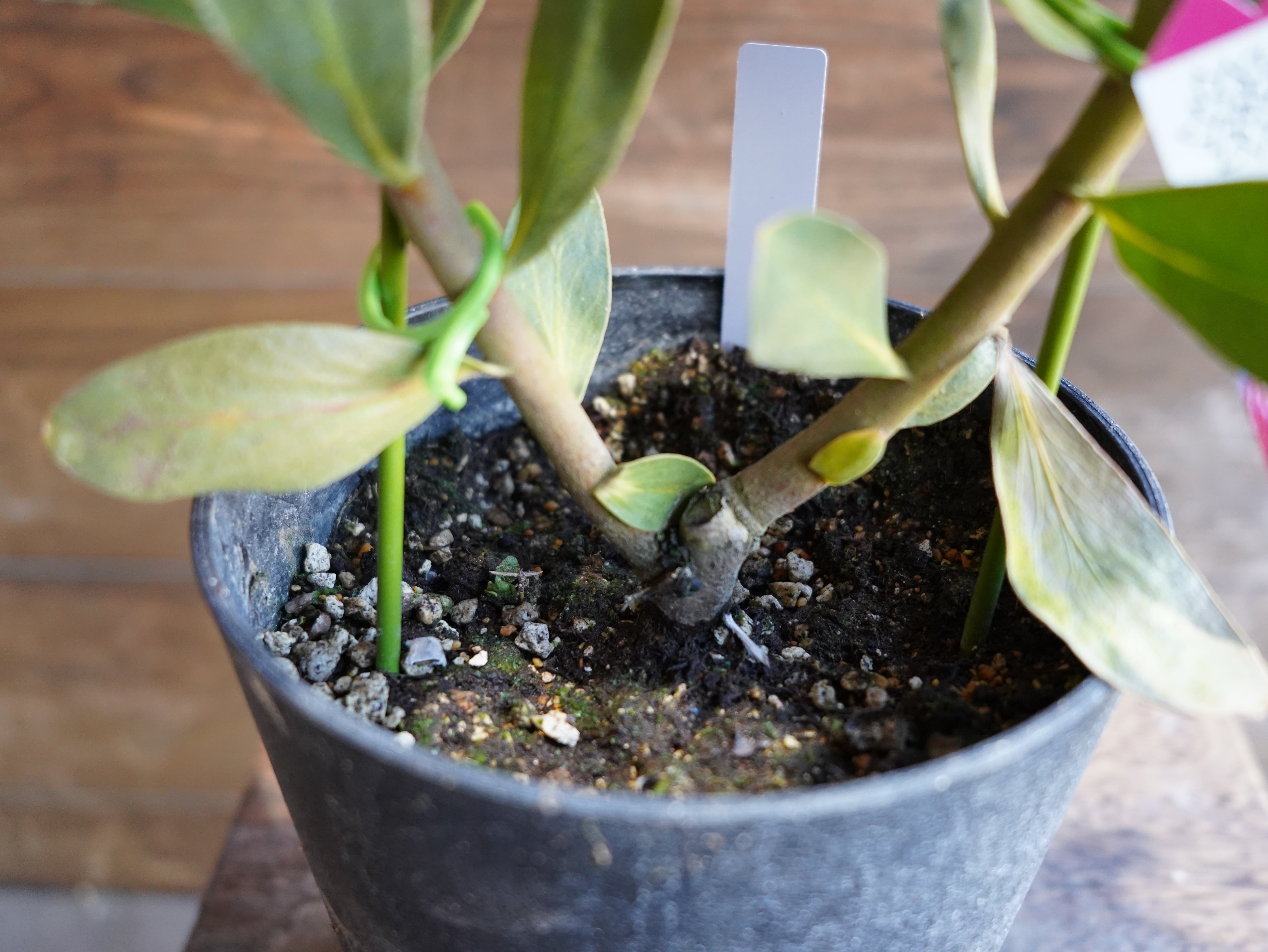 【現物】プロテア "レッドバロン" B