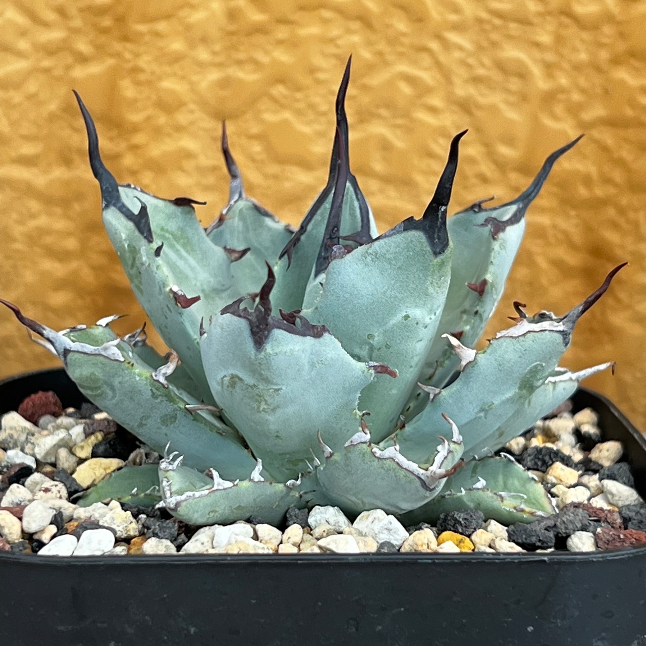 12. アガベ ユタエンシス ネバデンシス×チタノタBB 陽炎