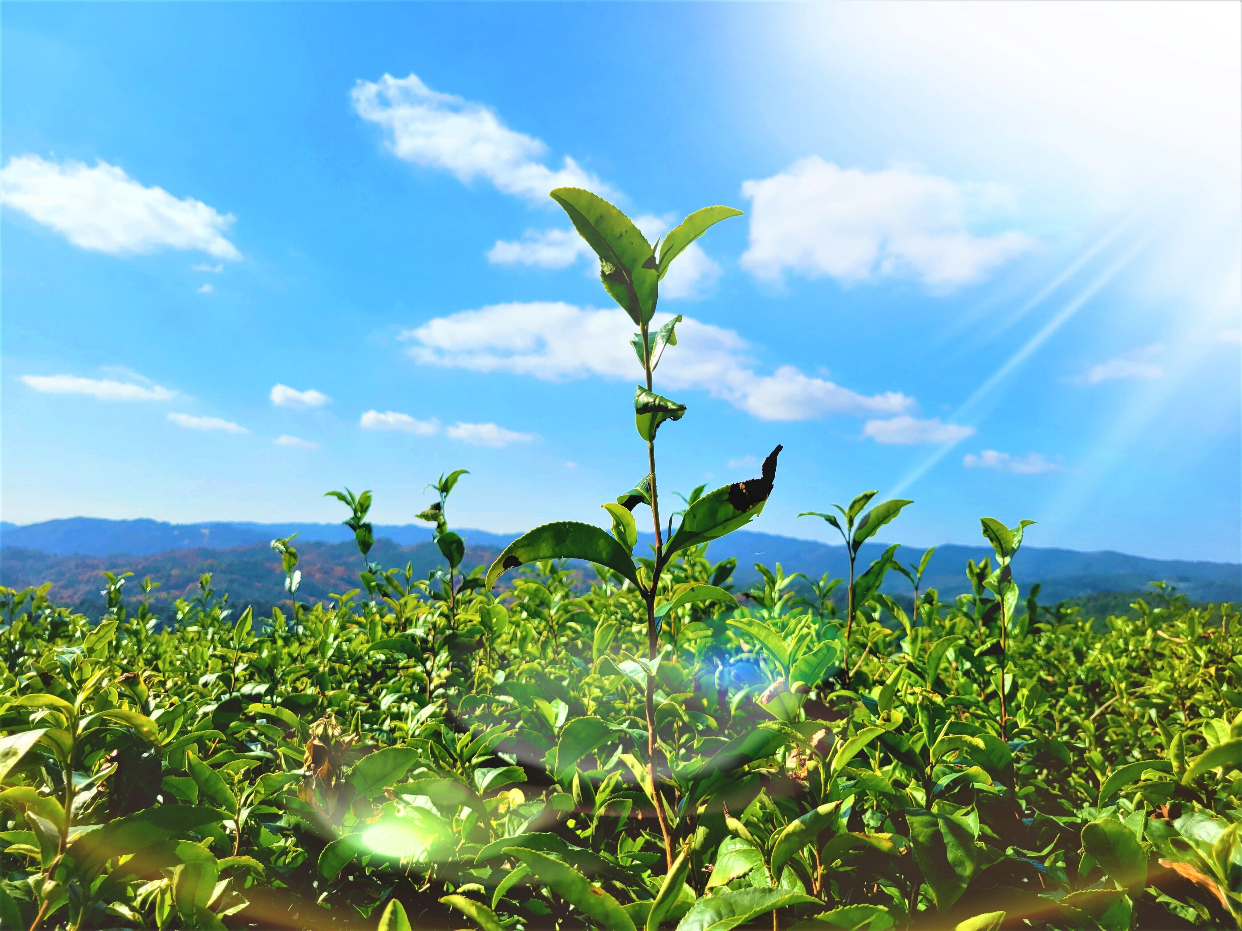 がぶのみ煎茶」シングルオリジン 120g 深川町産 | 無施肥無農薬栽培