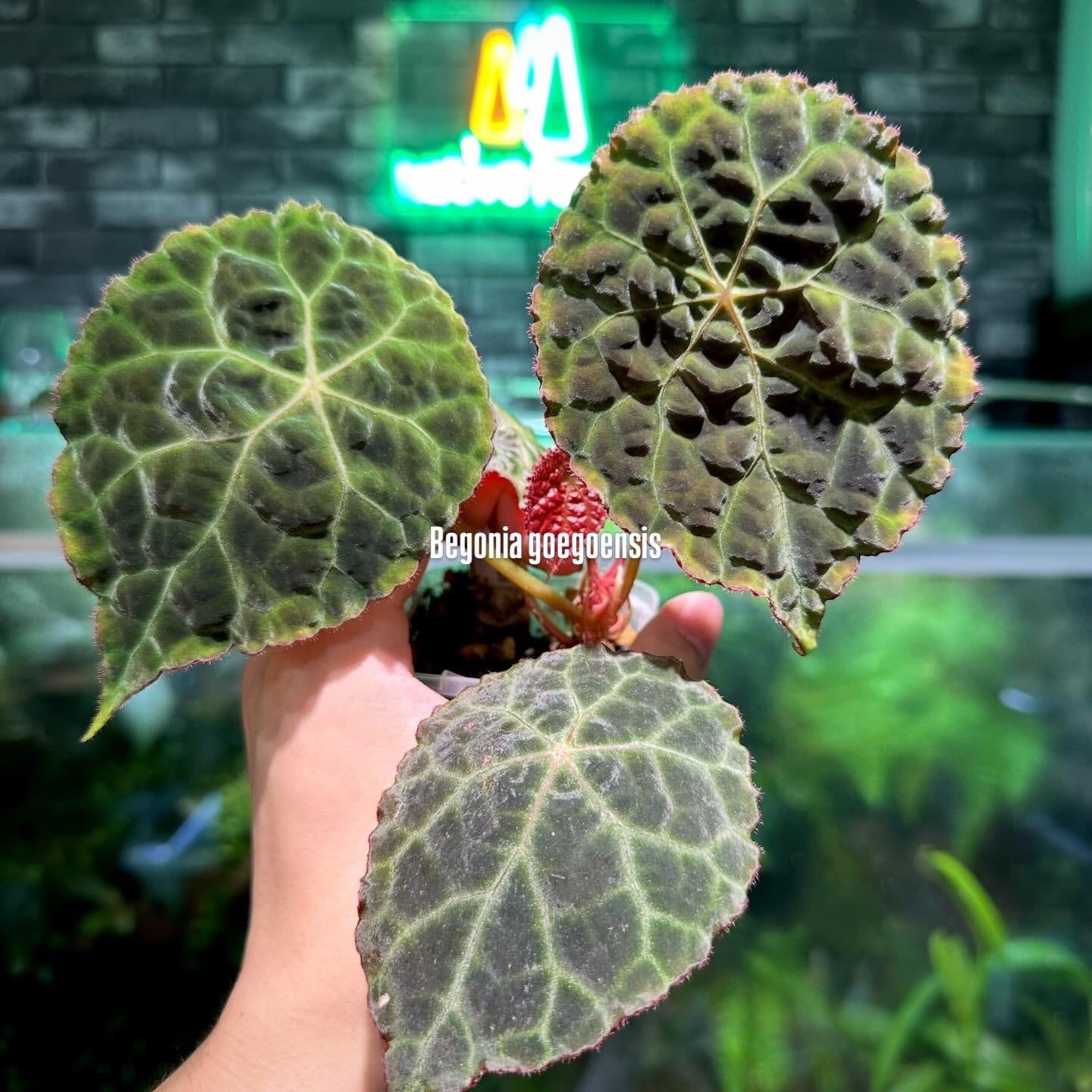 ベゴニア 出雲の煌星 斑入り -Begonia Izumo no Kiraboshi variegated