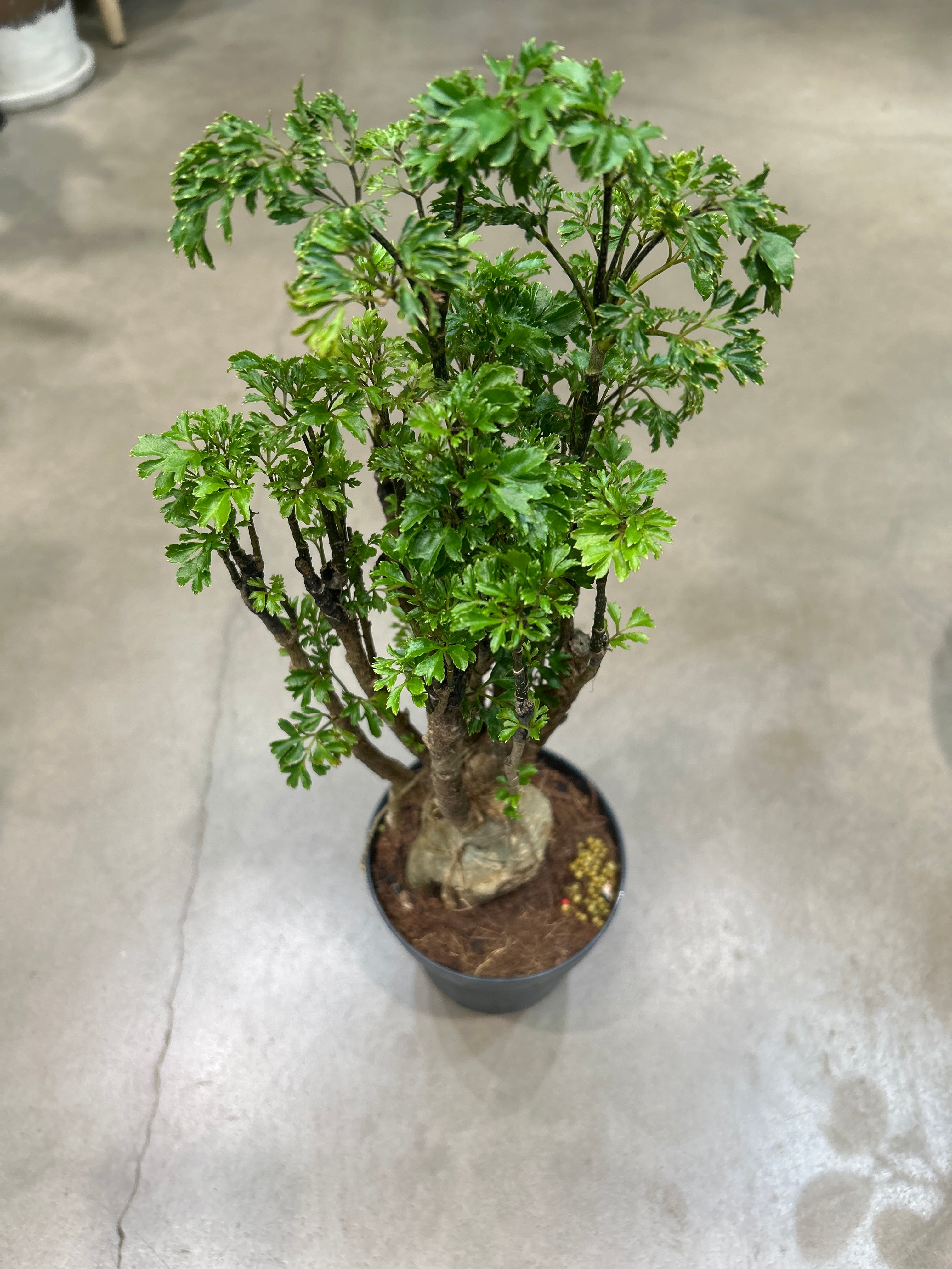 レア　コルジリネ　ギニーサイクロン コルジリネ ジニーサイクロン | MIDORIYA 観葉植物専門店