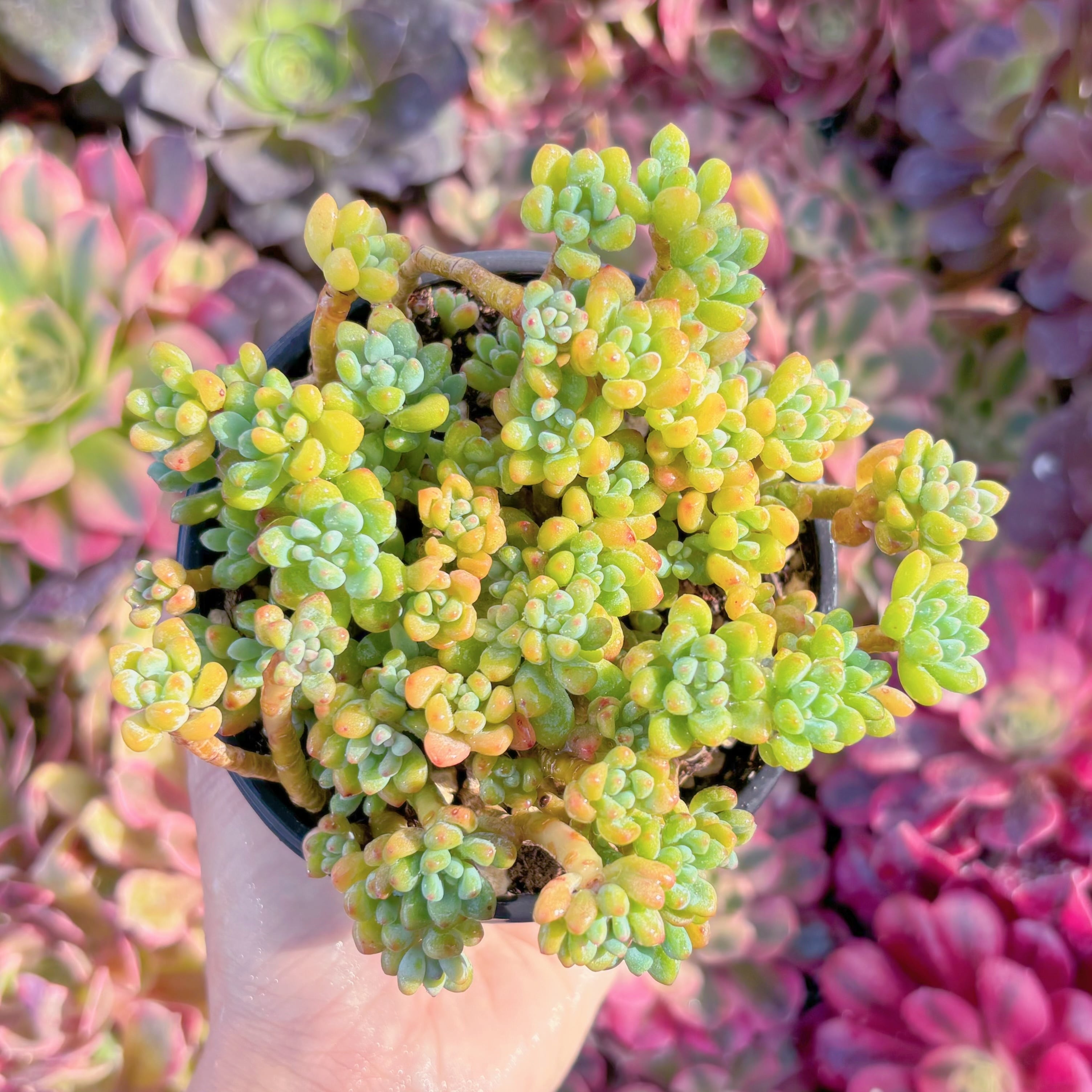 現品　ピンクビーン#291　るる農園