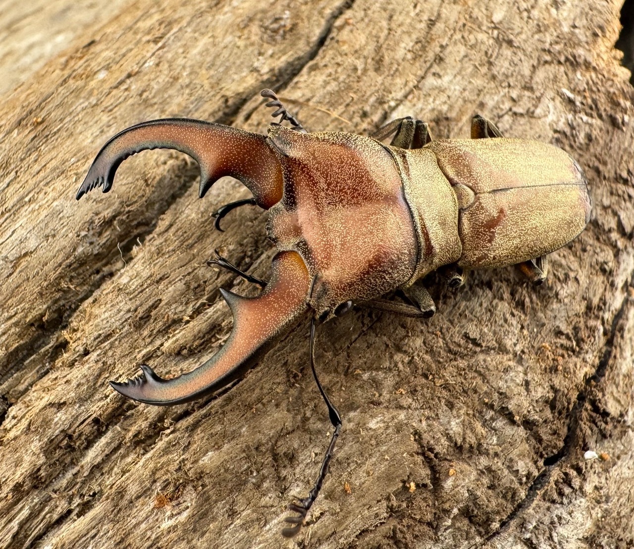 【WD】《スズムラホソアカ ロハス産 39mm ペア》