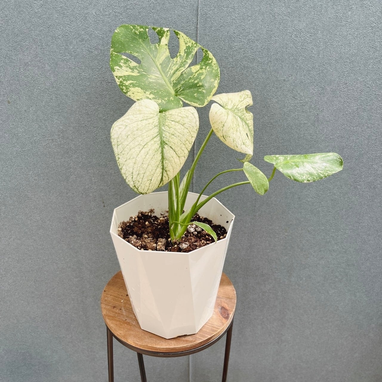 現品］99番 フェニックスロベレニー 8号 観葉植物 室内 ヤシ 南国風