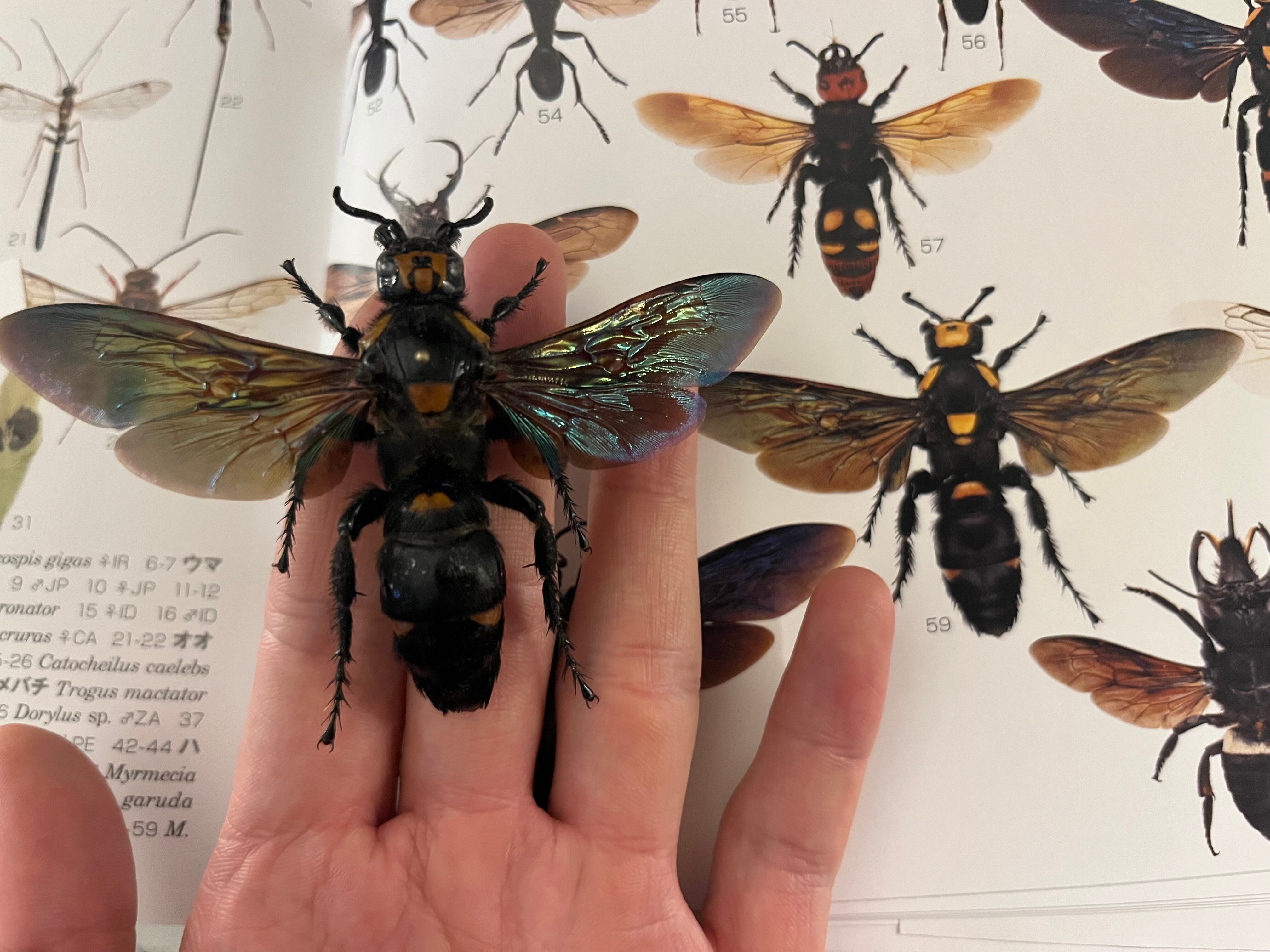 蜂 雀蜂最大級】ツチバチ60mm Megascoliaハチトンボゼミセミ蝉カゲロウ