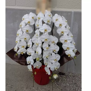 胡蝶蘭プレミアム　5本立