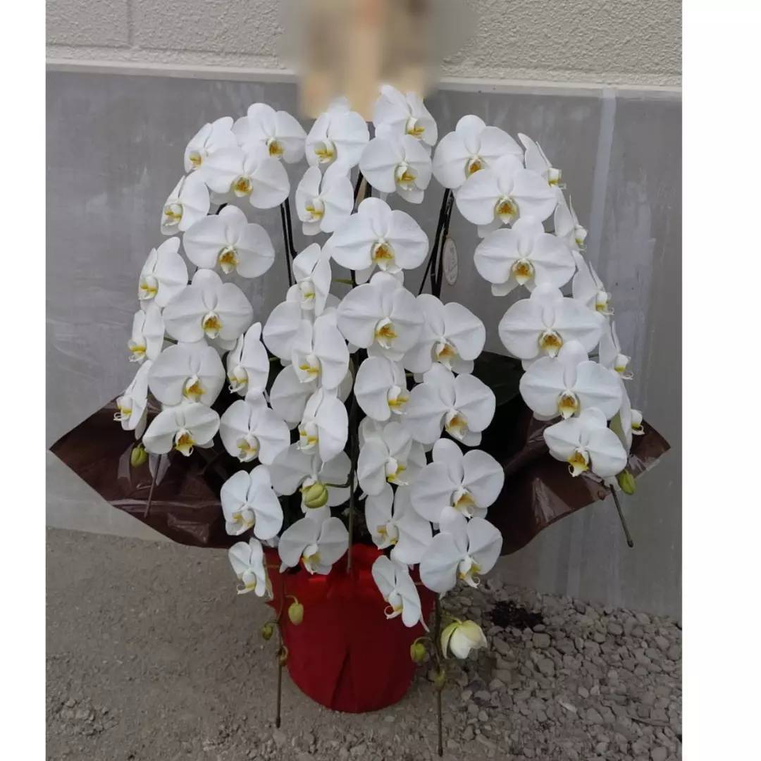 胡蝶蘭プレミアム　5本立