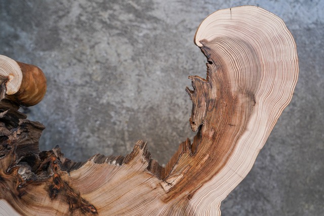 杉の輪切りの一枚板 折りたたみテーブル