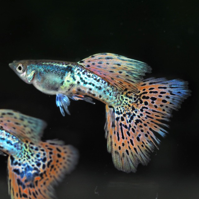 【現物】メタルシルバーレッドレースビッグドーサル　2ペア＋おまけメス2匹