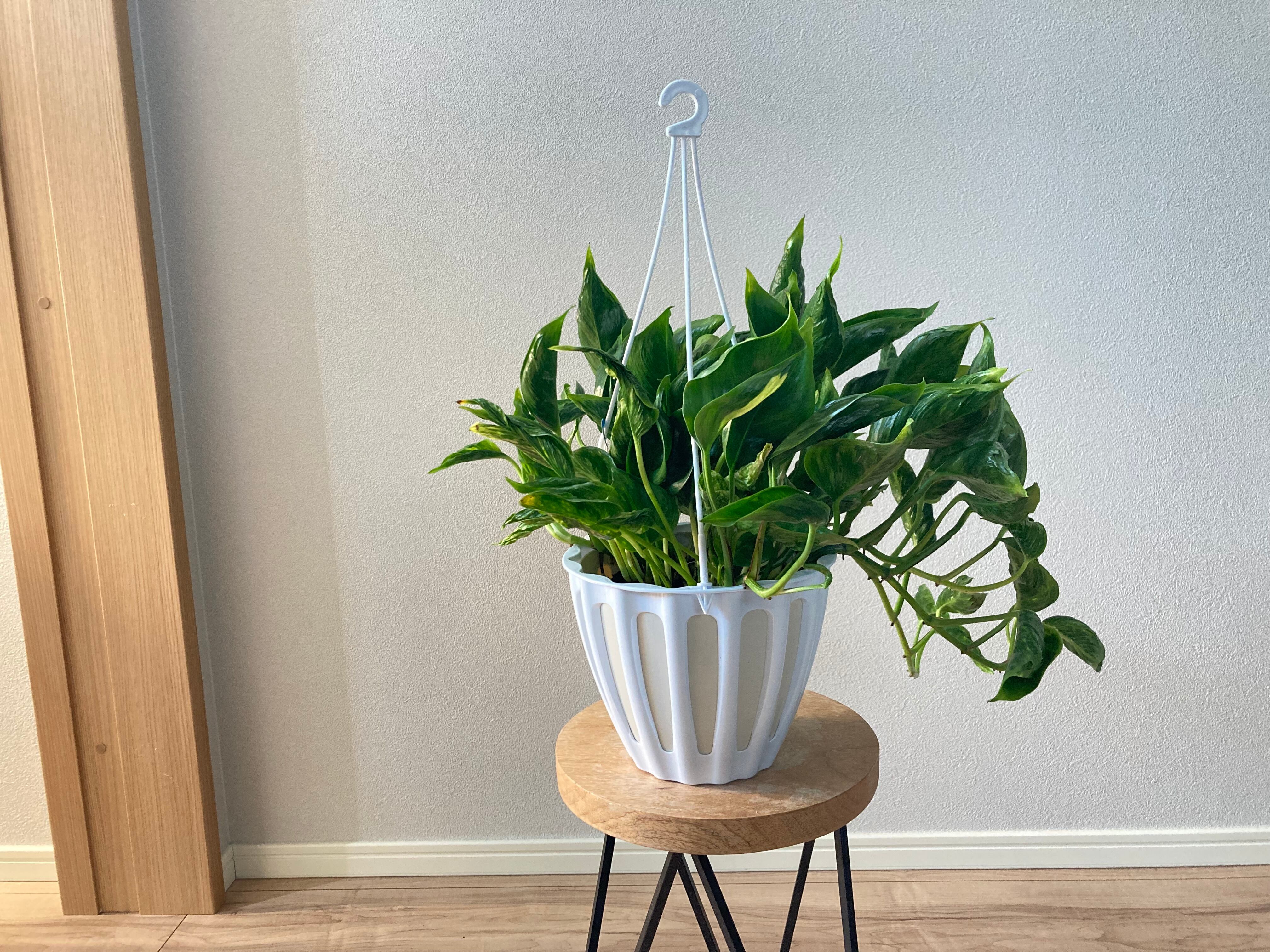 ポトス テルノサンシャイン 5号 吊り鉢 | YR Life Plants | 防虫、殺虫