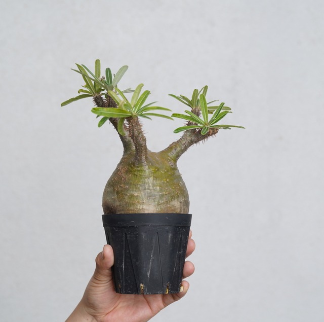 パキポディウム グラキリス no.15〈発根済み〉