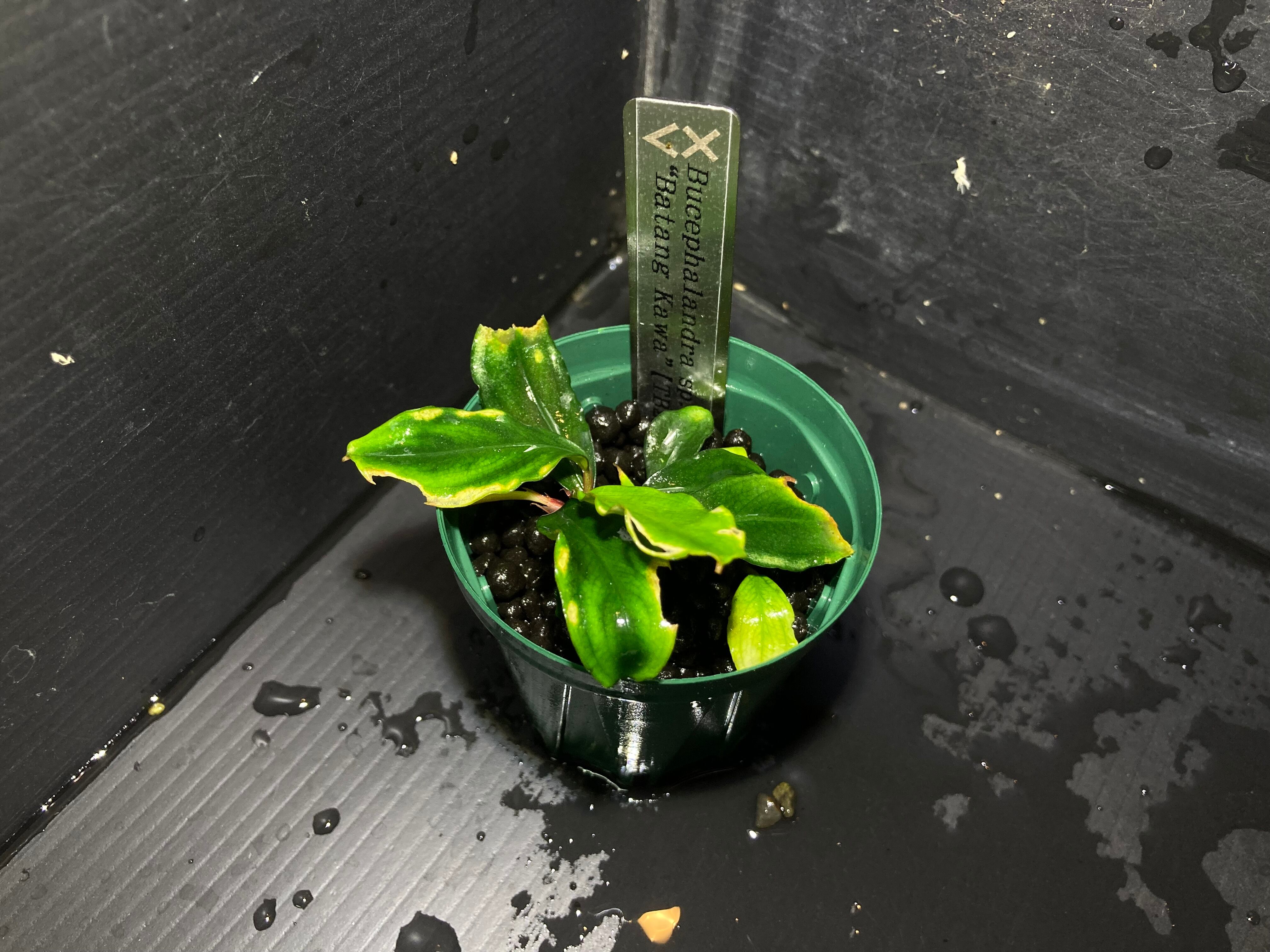 ブセファランドラ | AquaFocus