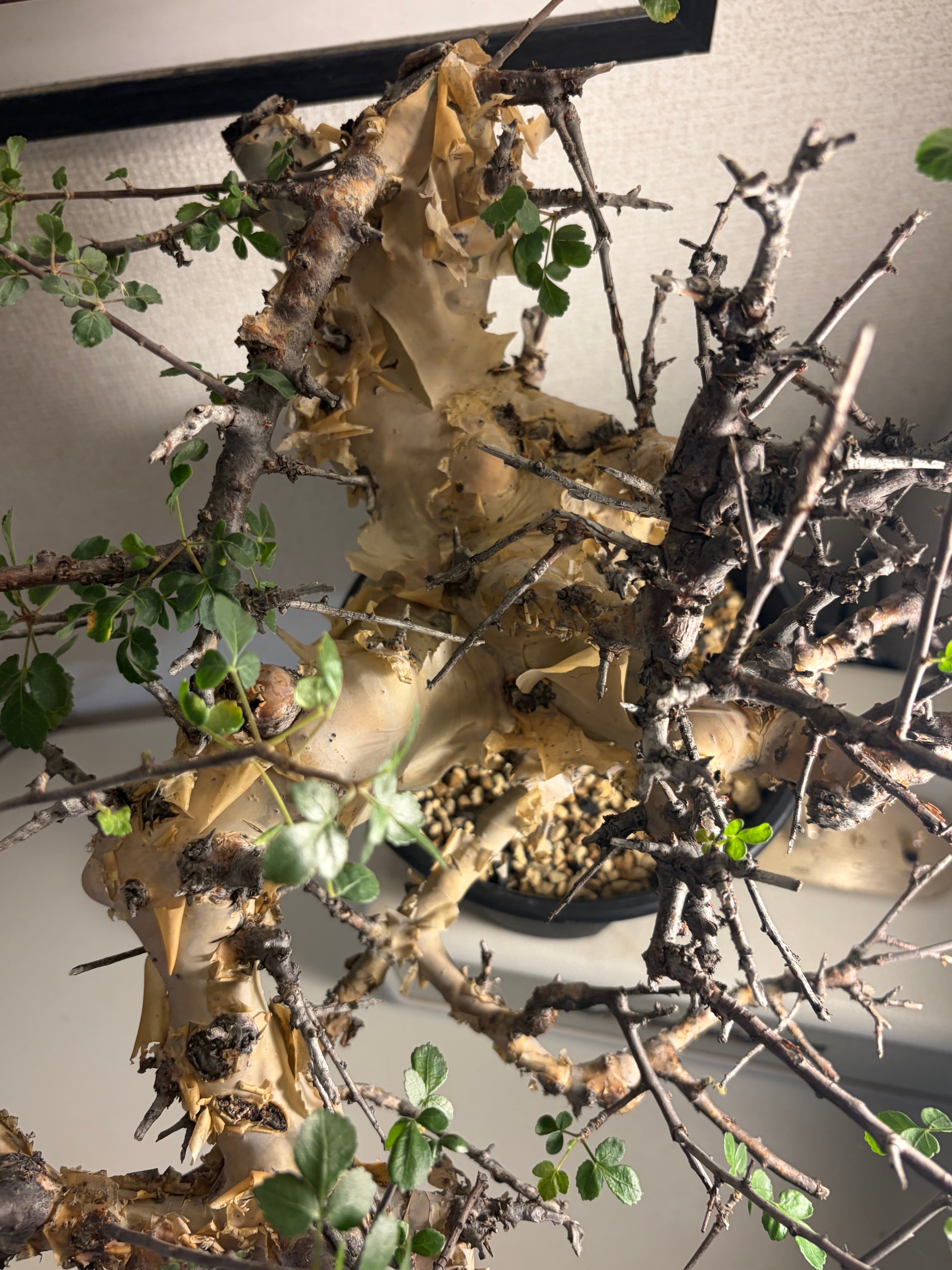 荒れ狂うコミフォラ カタフ ターカネンシス Commiphora グラキリス