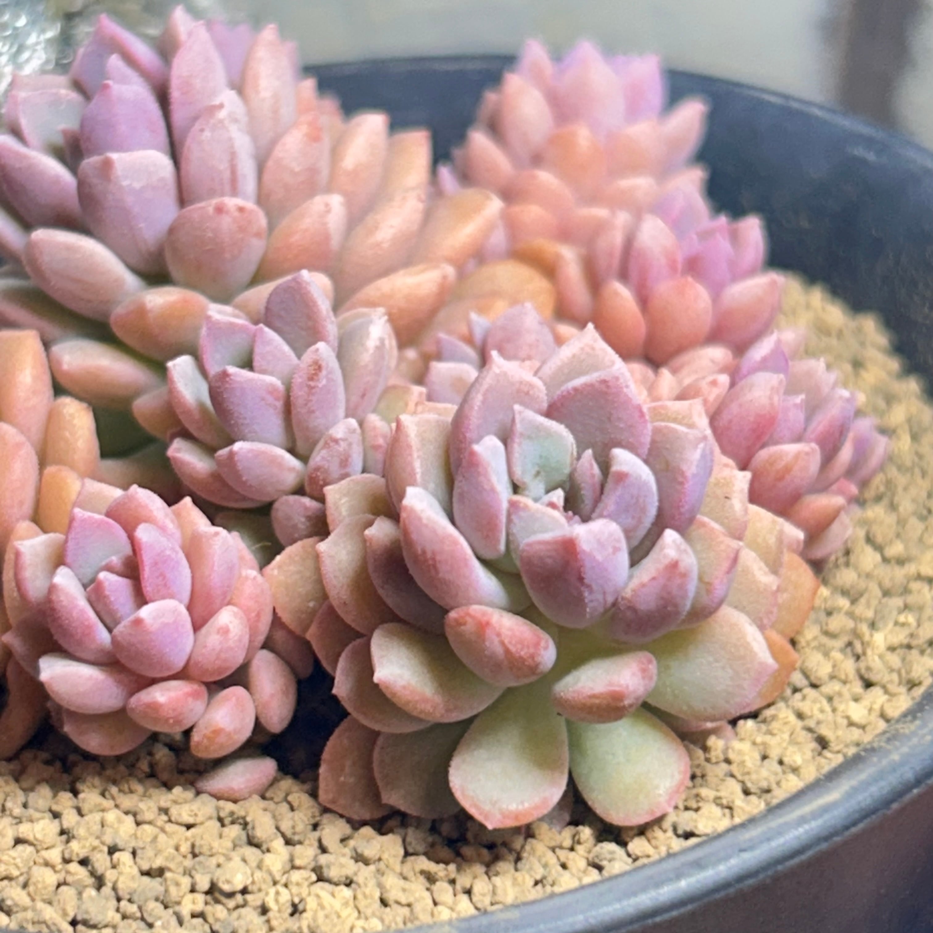 紫牡丹 センペル | RuPo 多肉植物専門店