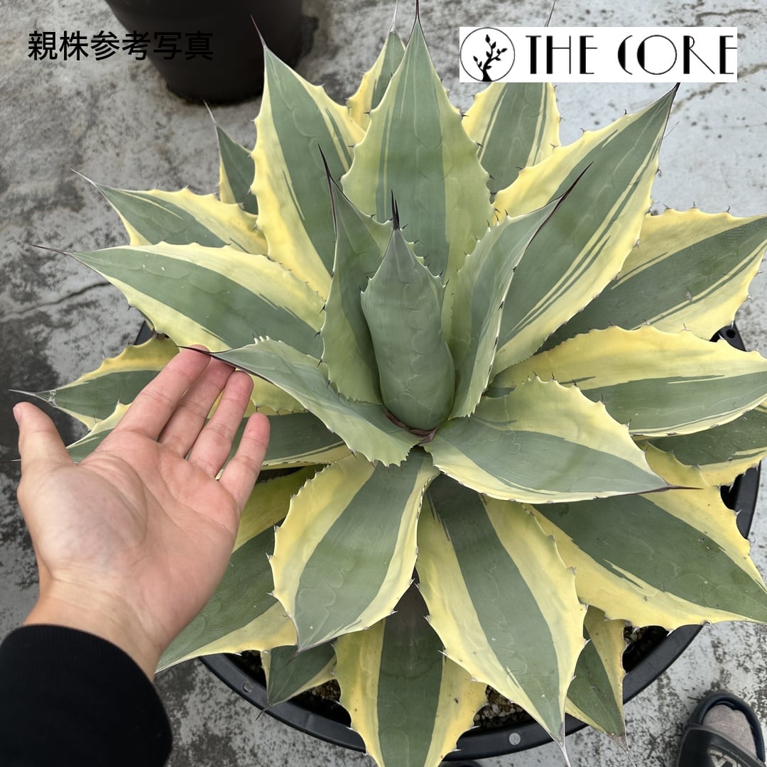 アガベ | THE CORE