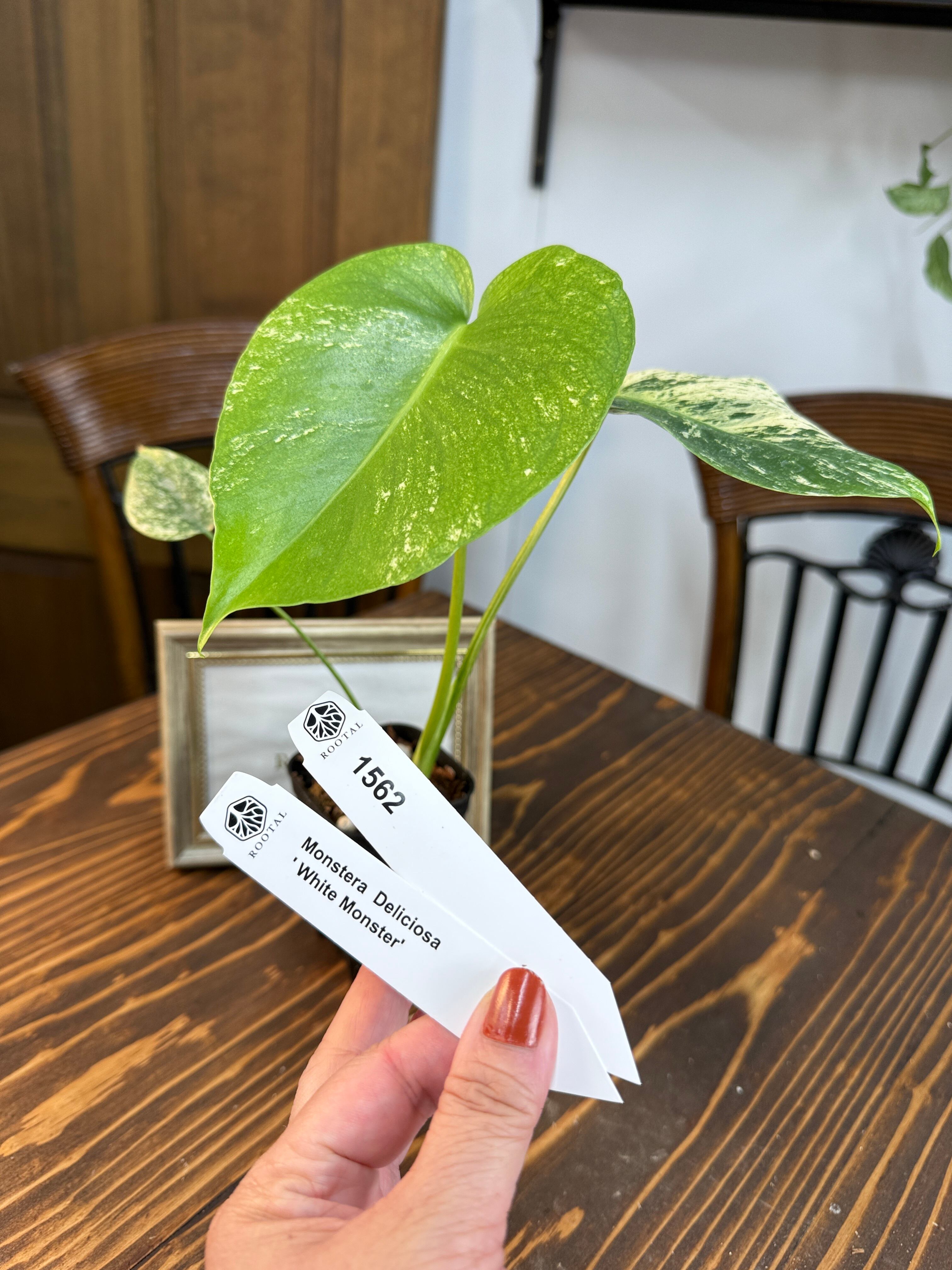 L2 モンステラ デリシオーサ レガシー 2号ポット ネコポス L2