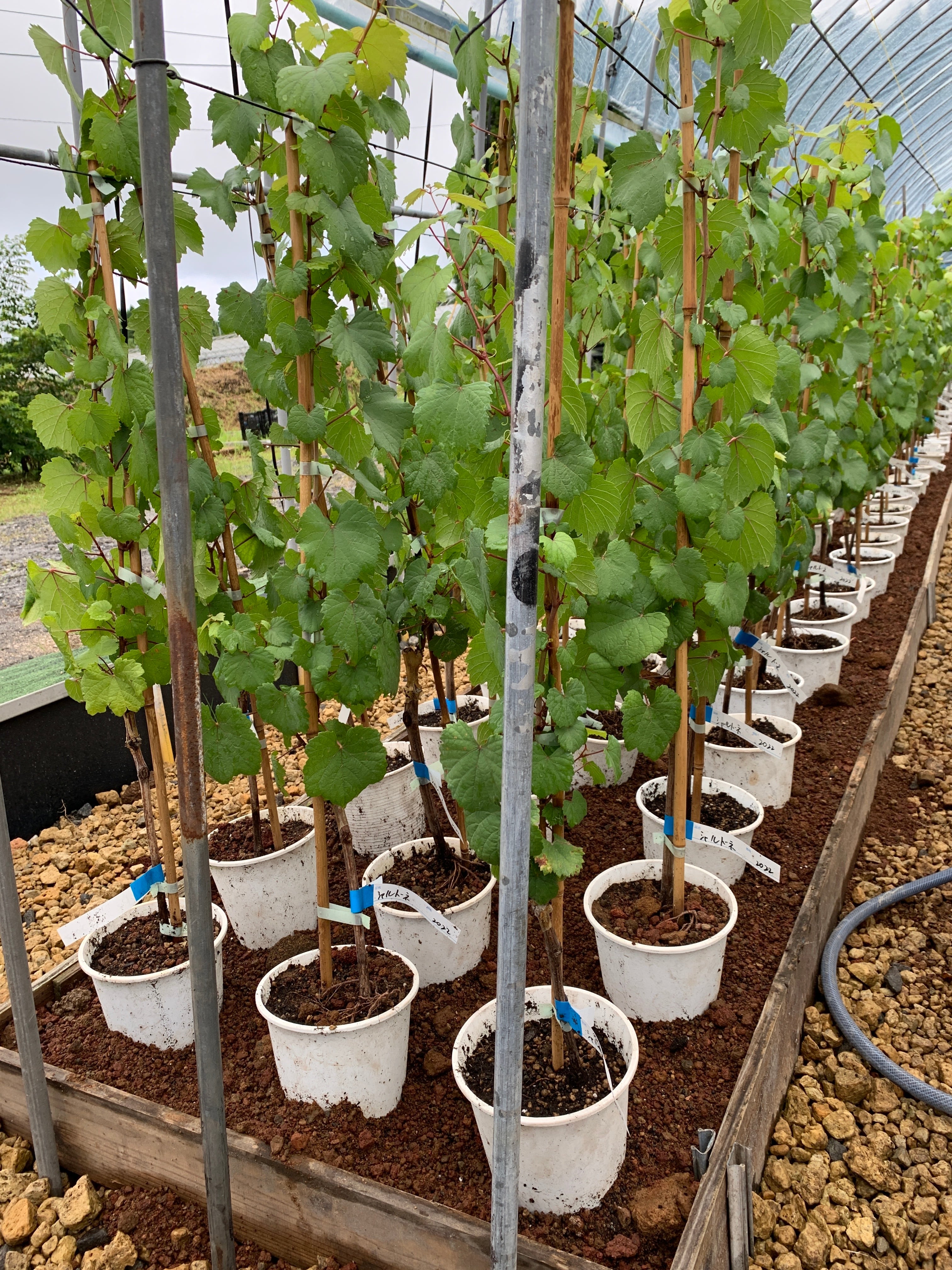 ウイルスフリー、接ぎ木(台木 5BB）ぶどう苗木 シャルドネの苗木