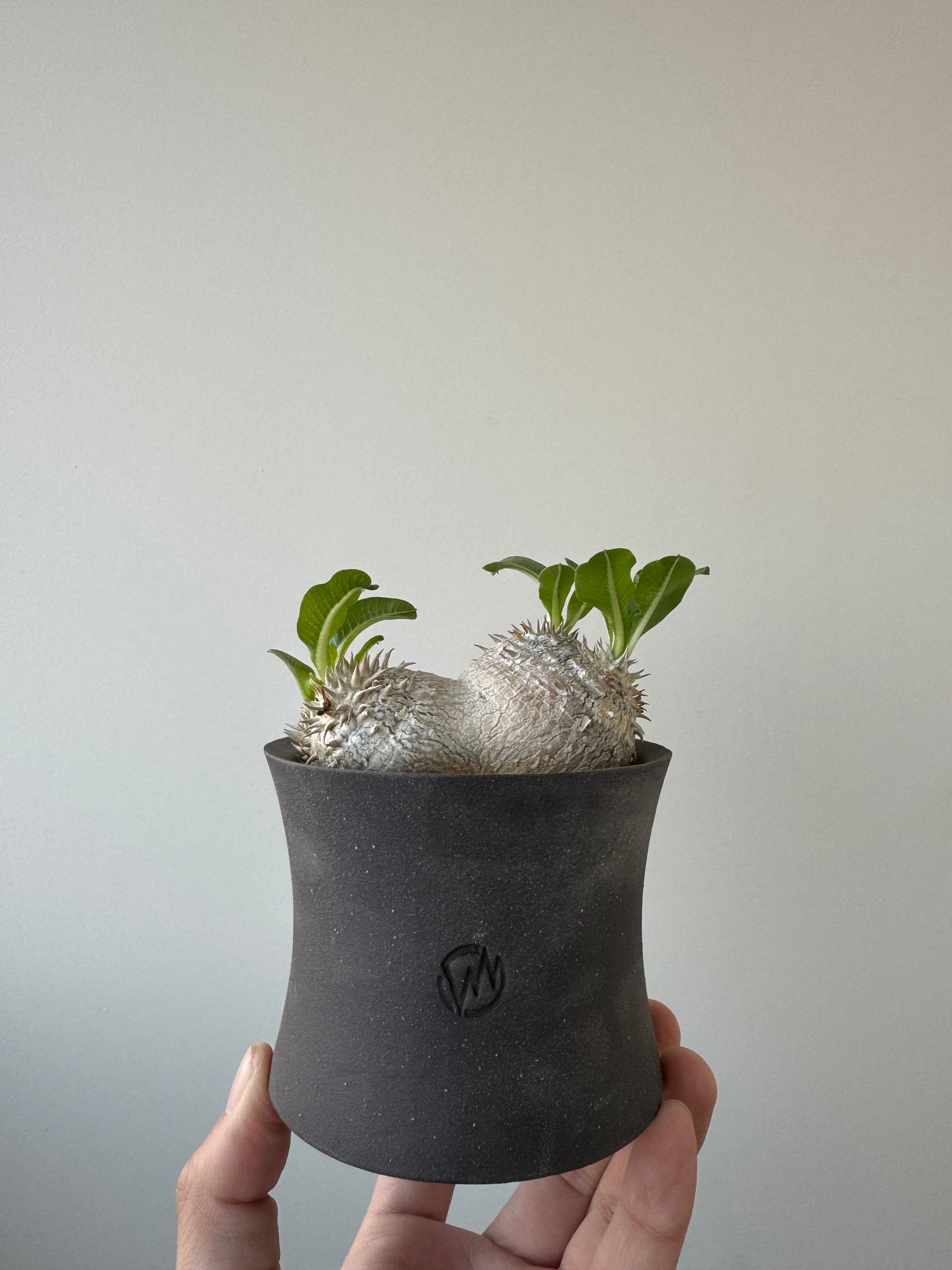 【極上実生苗】Pachypodium brevicaule 恵比寿笑い × VALIEM GHOST【バランス良しのダブルヘッド】 パキポディウム ブレビカウレ 恵比寿笑い