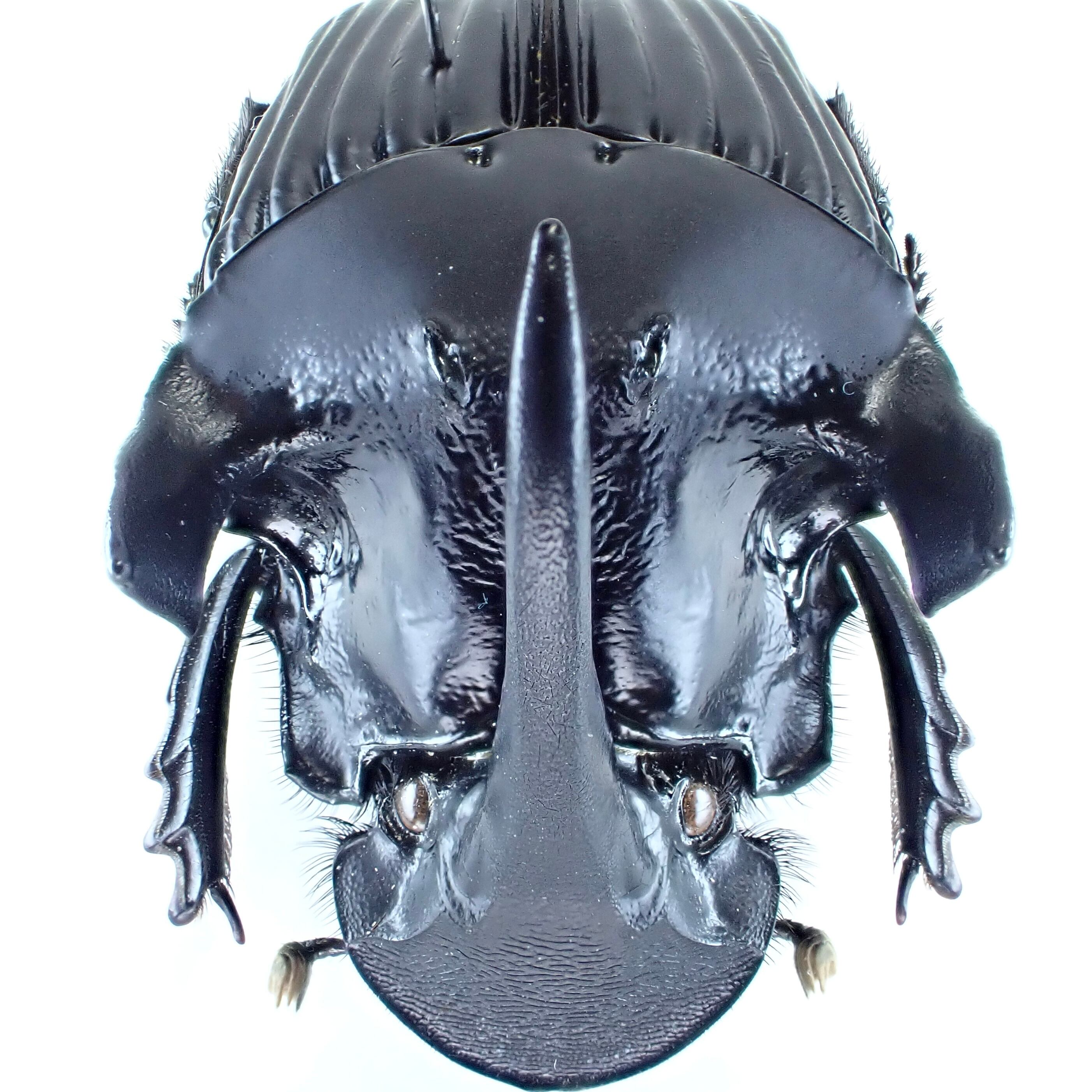 エクアドル産 Sulcophanaeus faunus ♂ 39mm | 昆虫標本 Diggers & Rollers