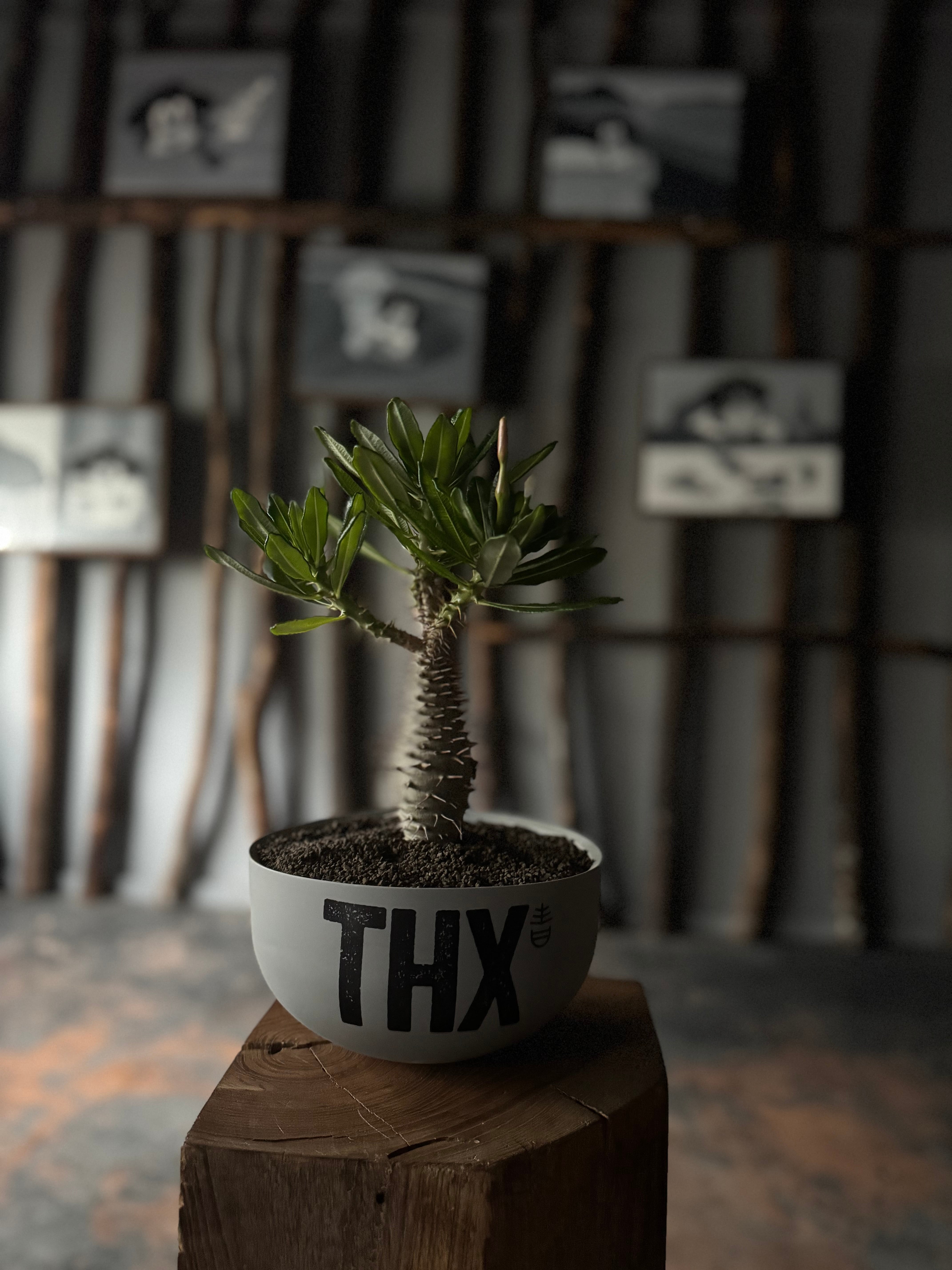 新着】Pachypodium ambongense × VALIEM GHOST“THX鉢”青坊主別注 Gray