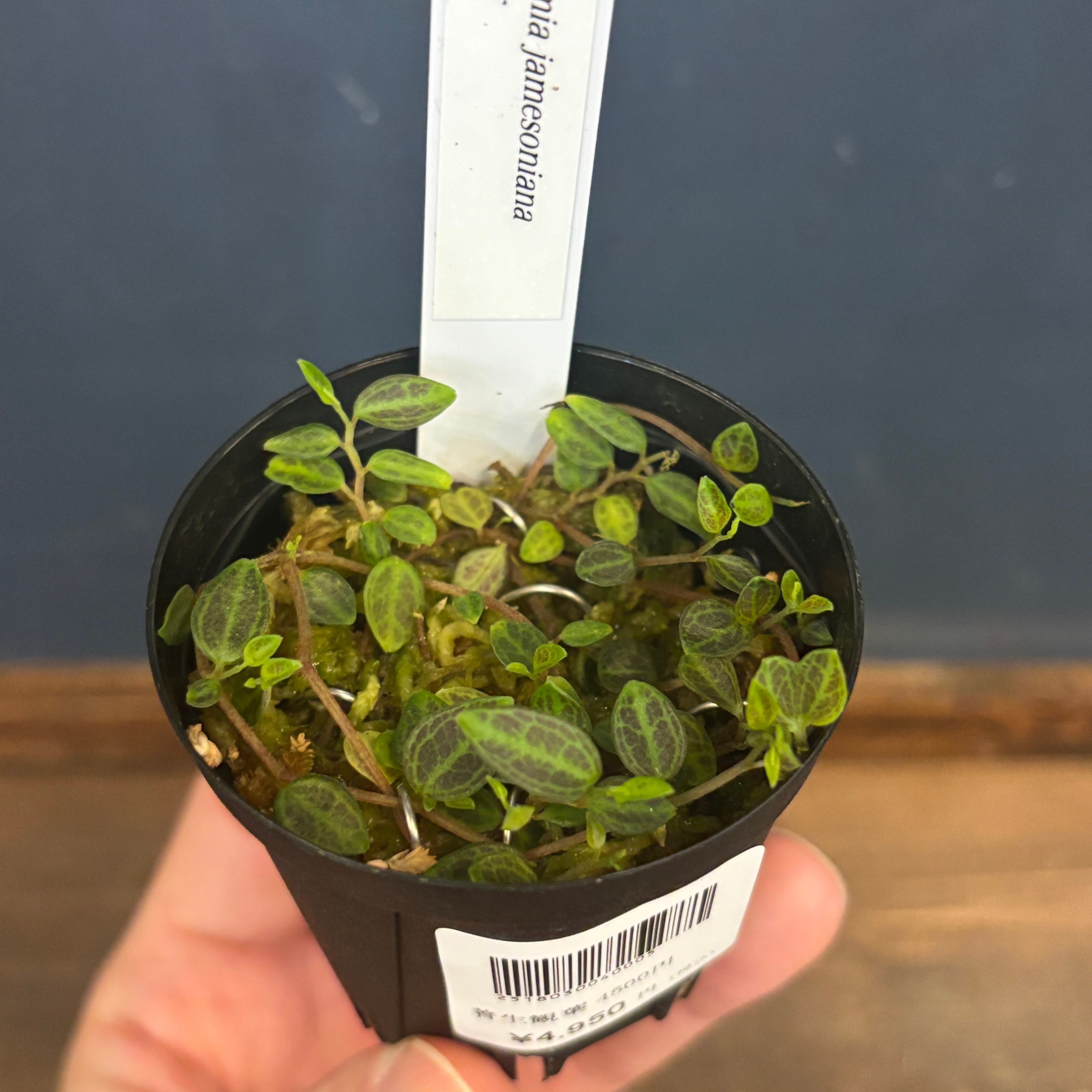 伊藤蟻植物農園 | PROTOLEAF プロトリーフ