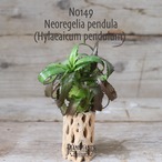 【送料無料】pendula〔ネオレゲリア/ハイラエアイカム〕現品発送N0149
