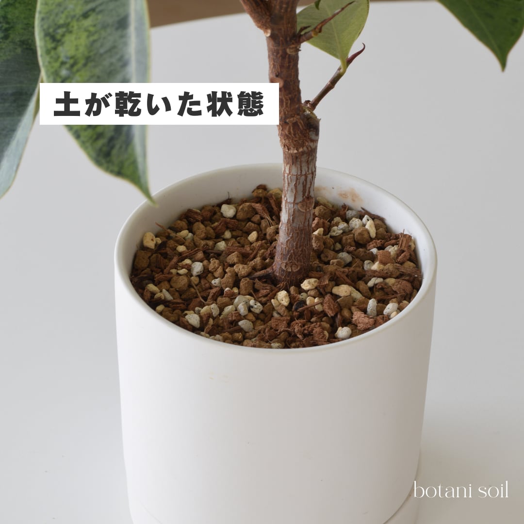 フィカス専用】botani soil 3L | 観葉植物男子の植物棚