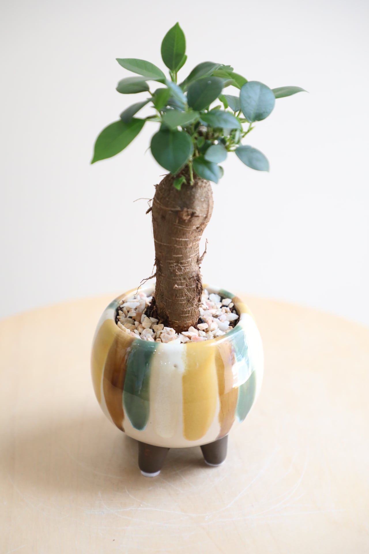 S】ガジュマル/Ficus microcarpa | 【厳選植物・器】MIDORI DOUMEI 翠