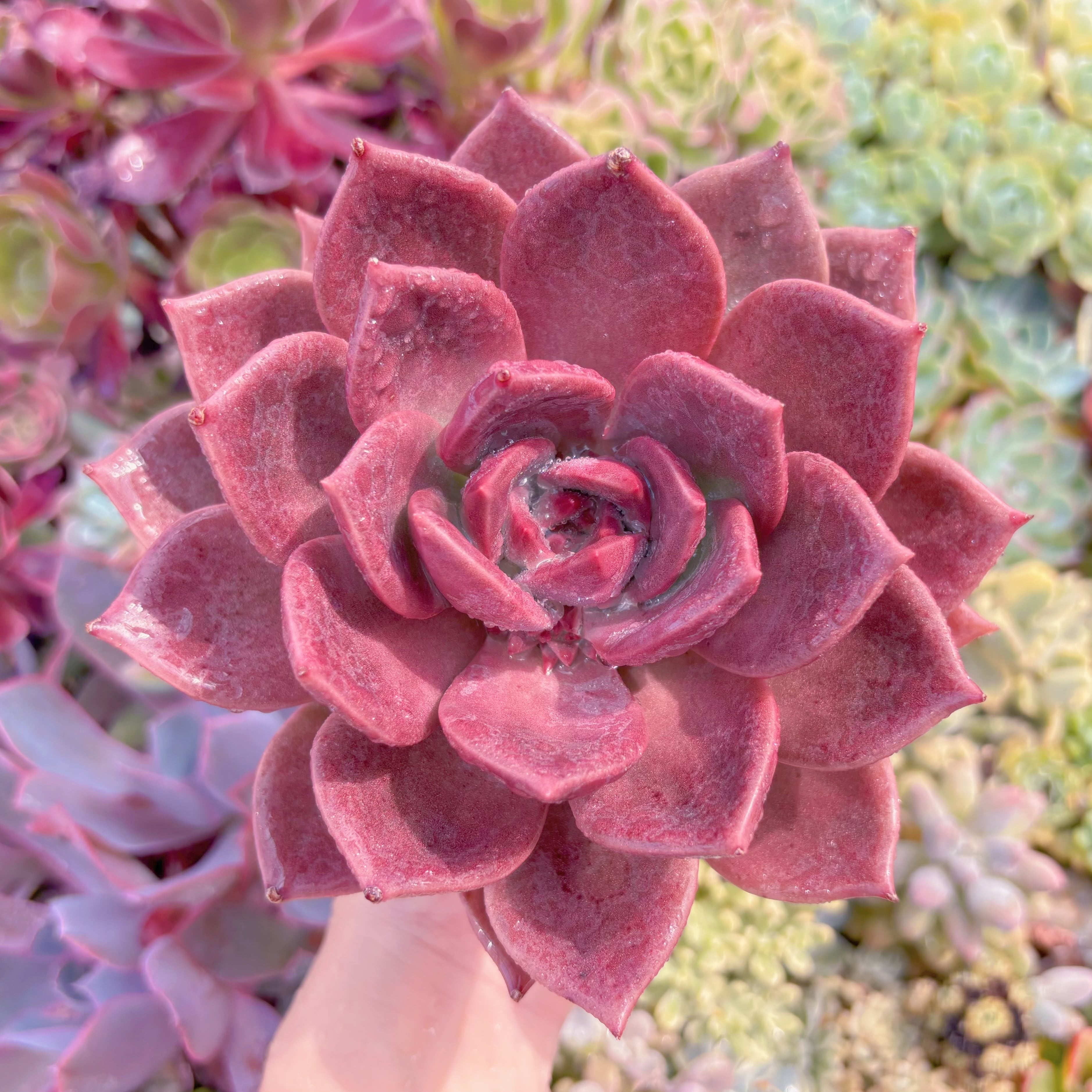 現品　唐雫#1138　大苗　るる農園