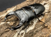 《ホペイオオクワガタ SL血統 73mm ペア》