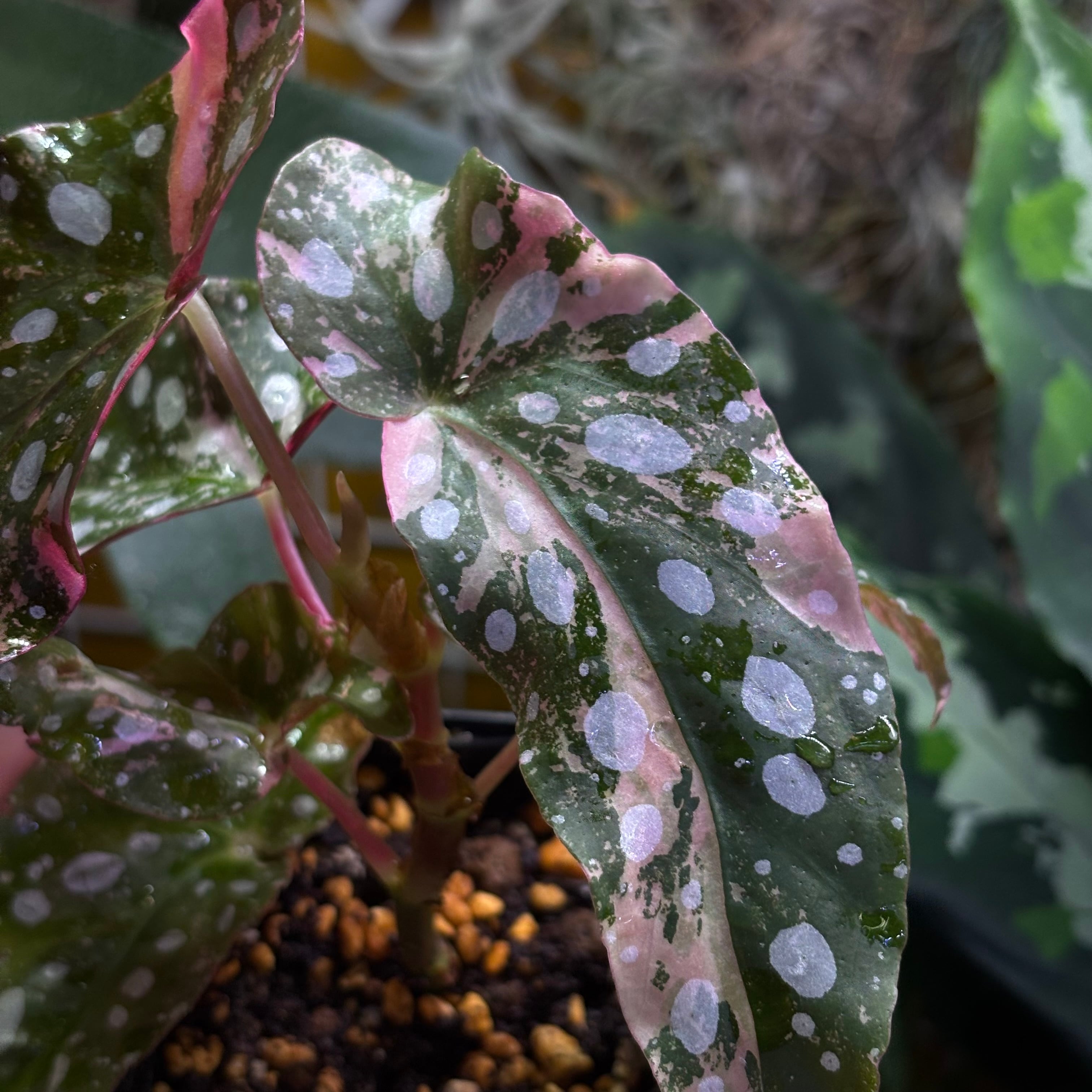 Begonia maculata 'Pink Variegated' | 熱帯雨林植物専門店 トイ吉園芸