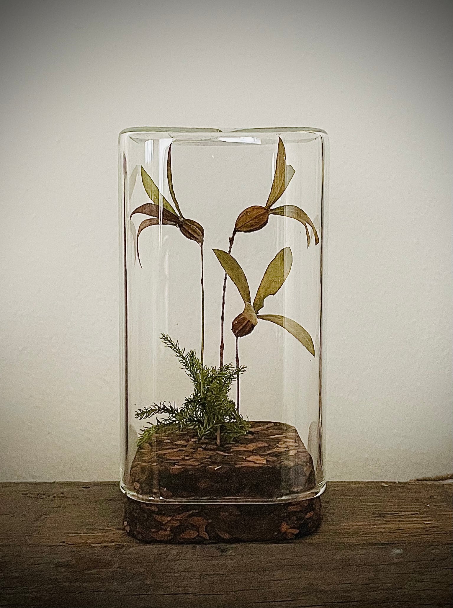 ツクバネのボトルフラワー | 後藤庭店