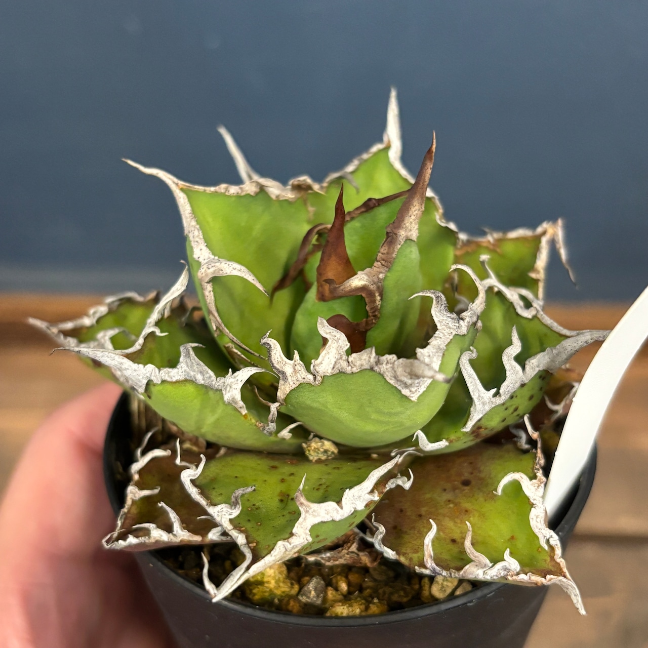 【選抜株】アガベ チタノタ シーザー【396】