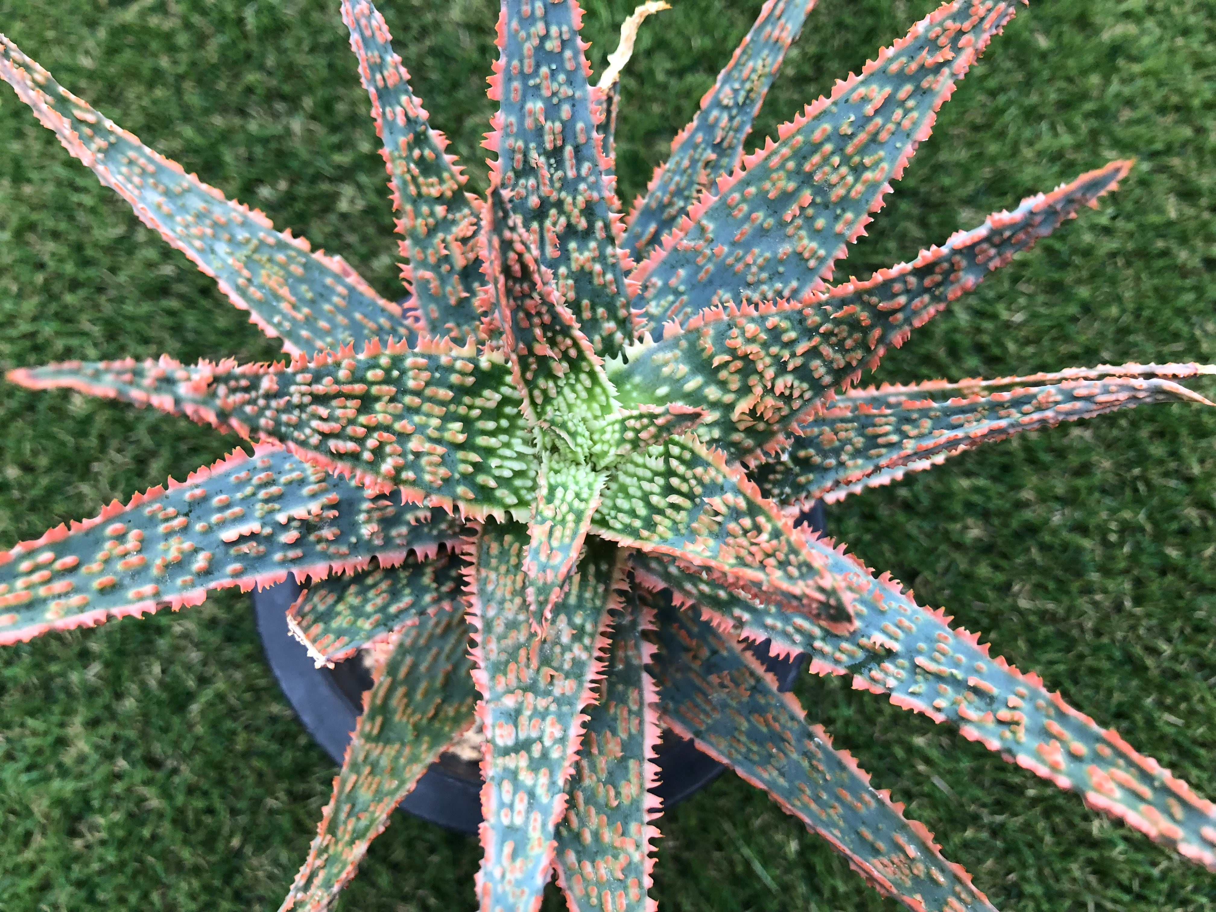 Aloe cv.DZ (Debra Zimmerman) アロエ DZ | plants MARU ーサボテン
