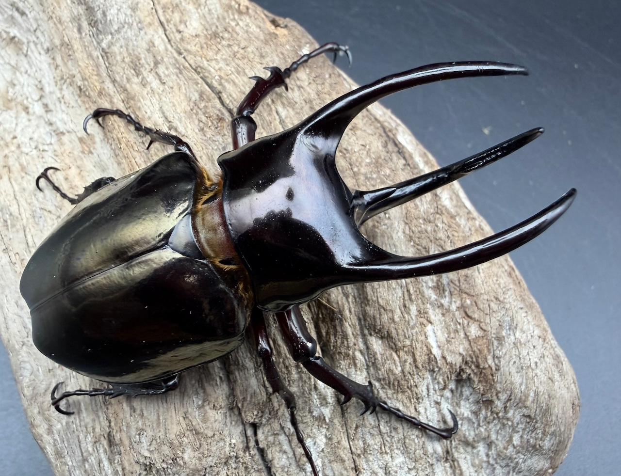 【WD】《アトラスオオカブト スマトラ島産 84mm ペア》