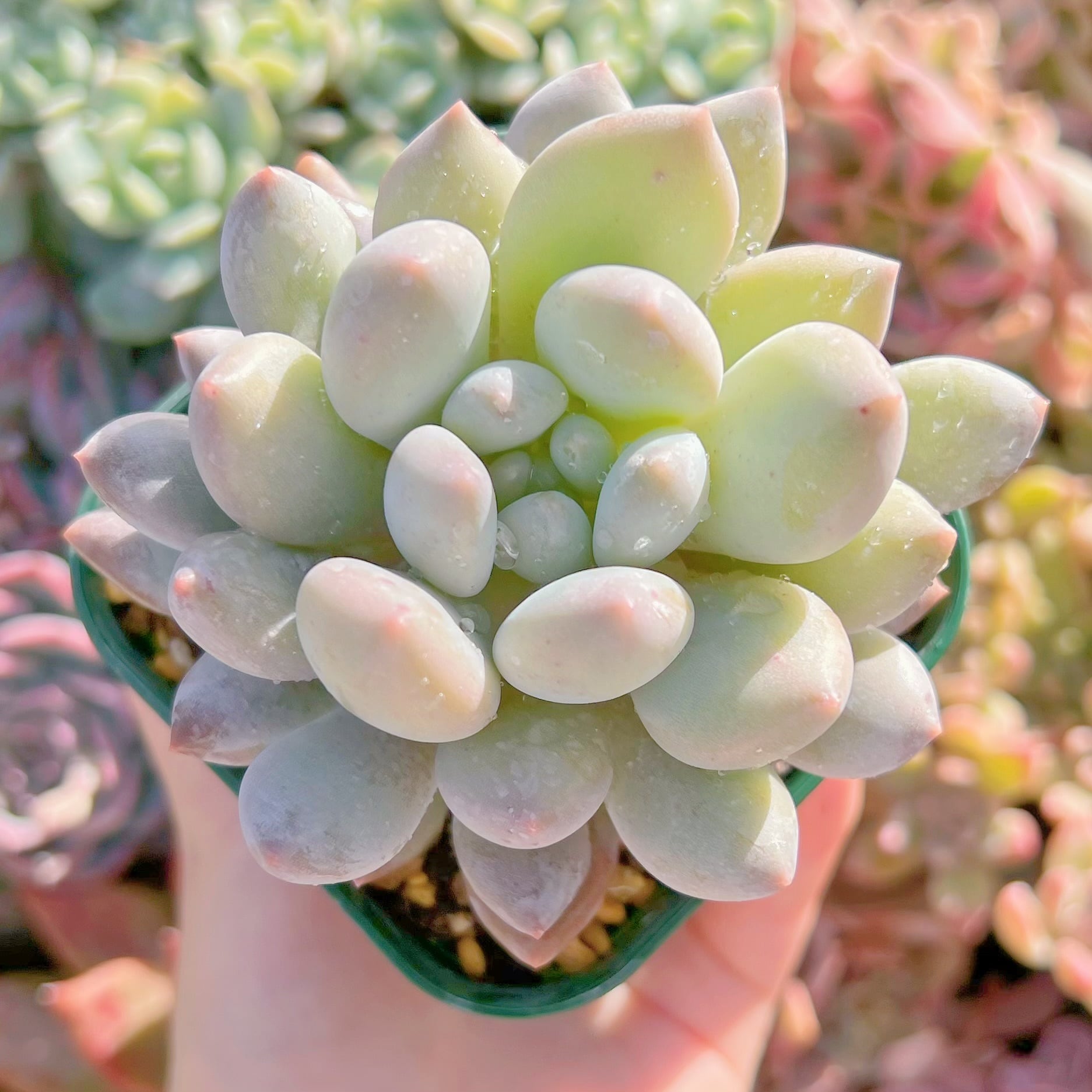 現物　多肉植物　アメジスチヌムxルビン(アイボリーピンク)#641 るる農園