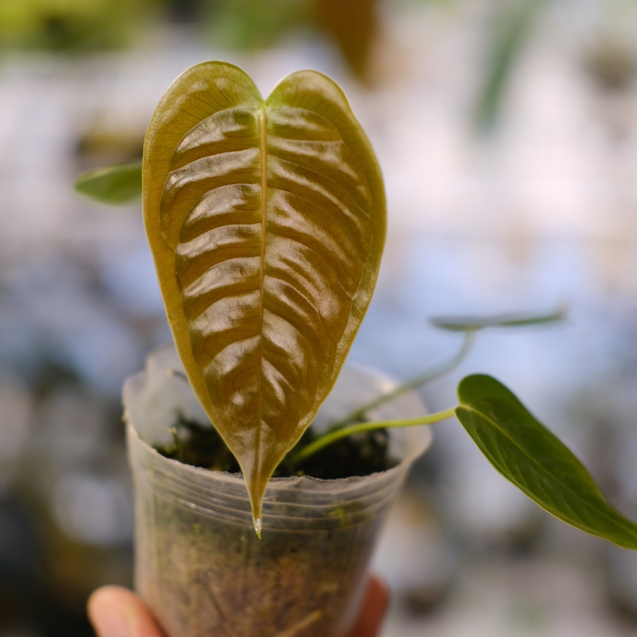 アンスリウム・ベイチー / Anthurium Veitchii / 観葉植物⑪