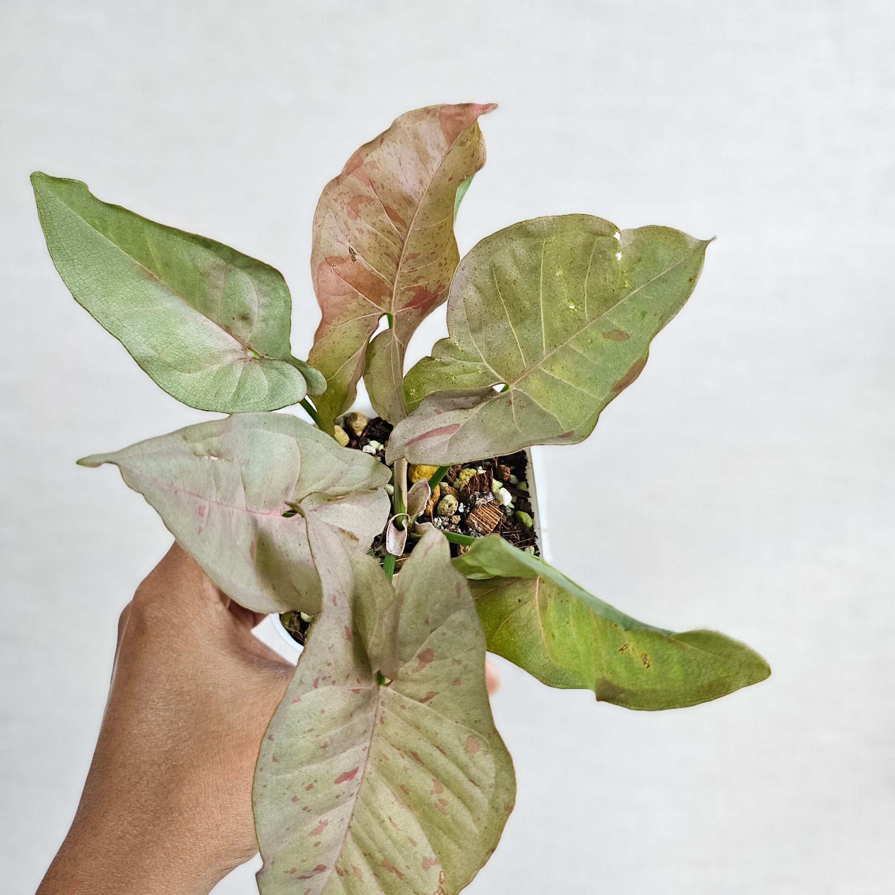 ②《シンゴニウム ピンクスポット 》Syngonium Pink Spot 観葉植物 ポット発送