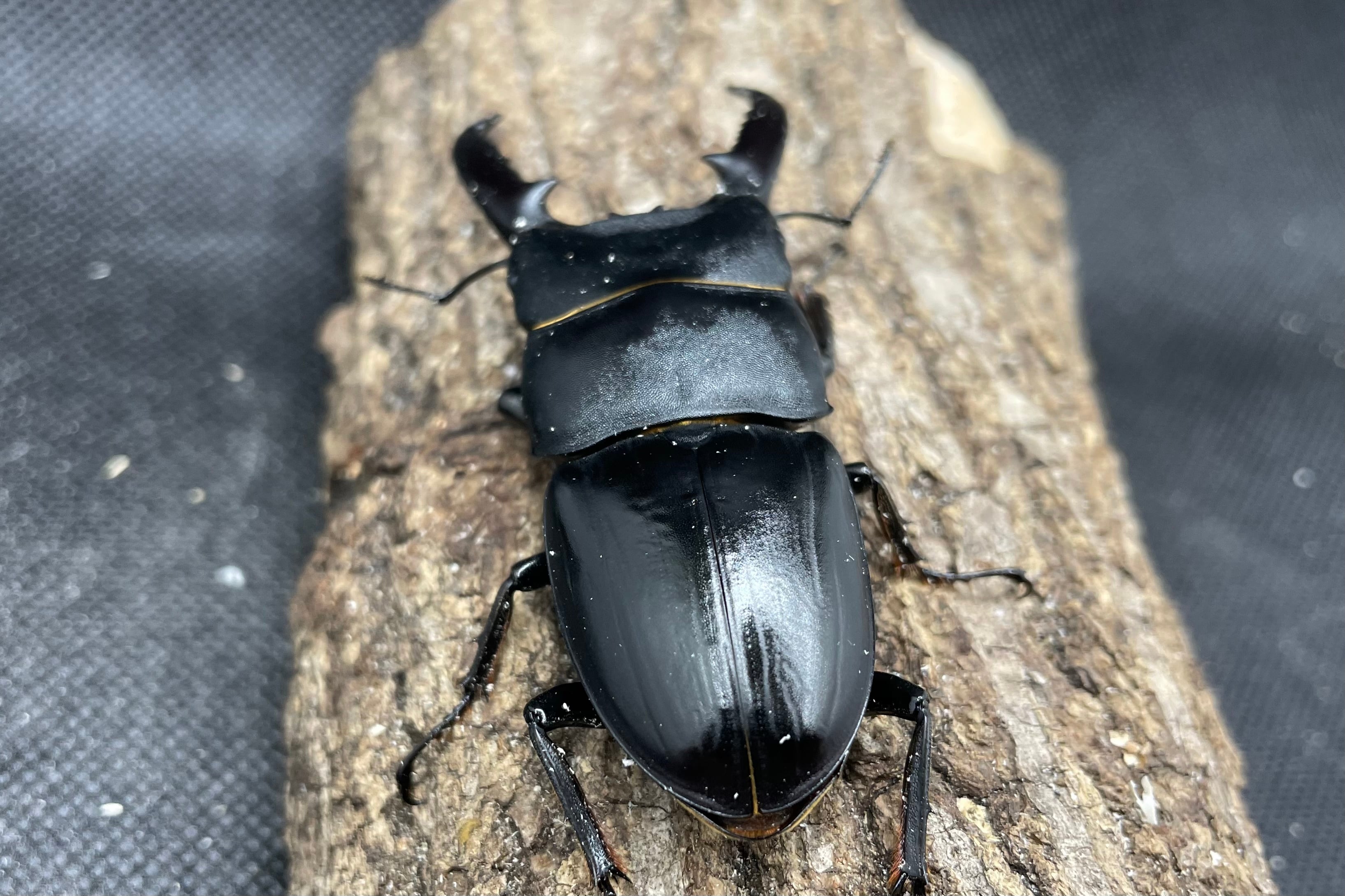 ヘラクレスオオカブト カブトムシ クワガタ 昆虫 帽子 コスプレ