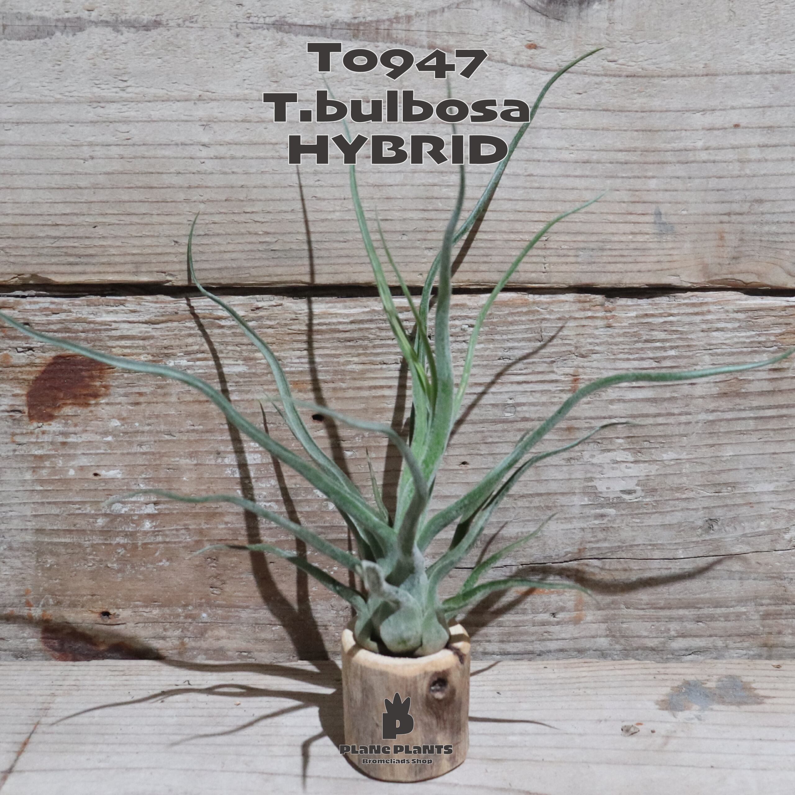 【送料無料】ブルボーサ ハイブリッド〔エアプランツ〕現品発送T0947