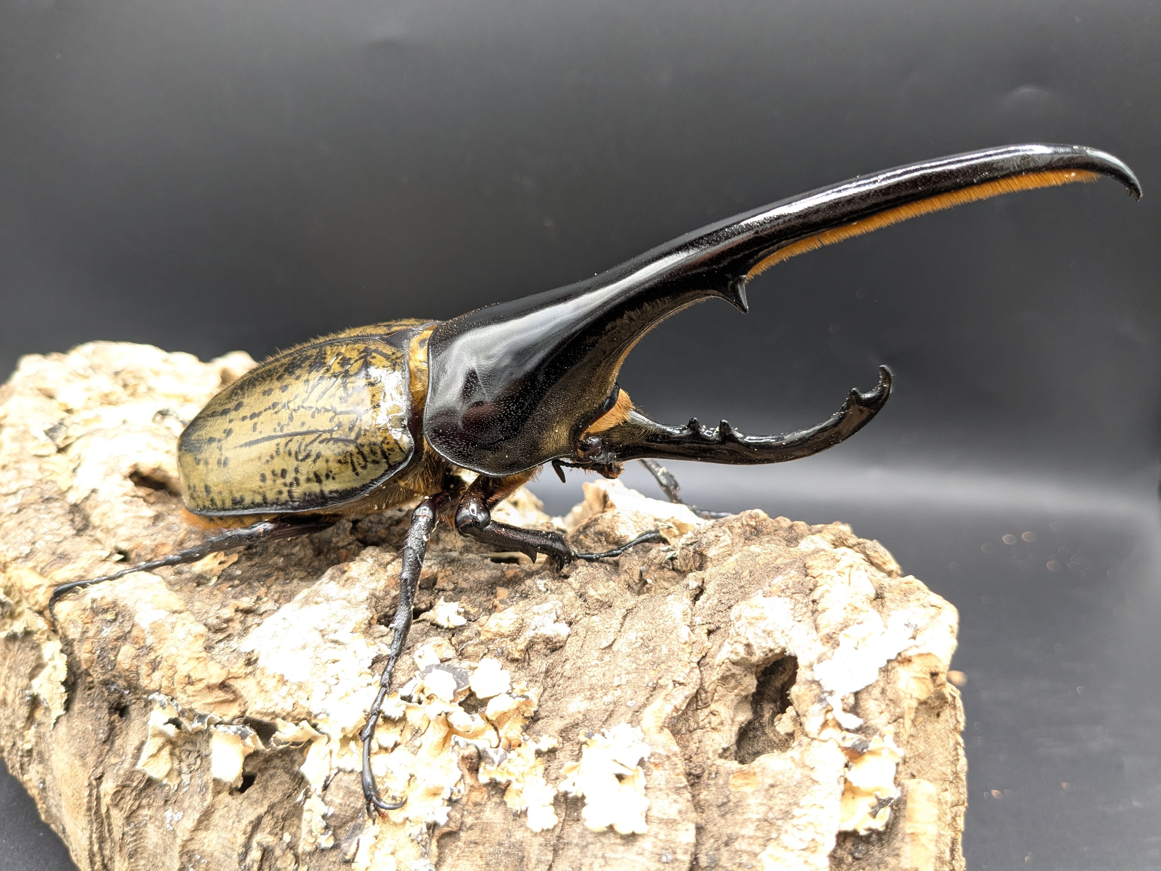 DHヘラクレスオオカブト ♂153ミリ♀フリー ②