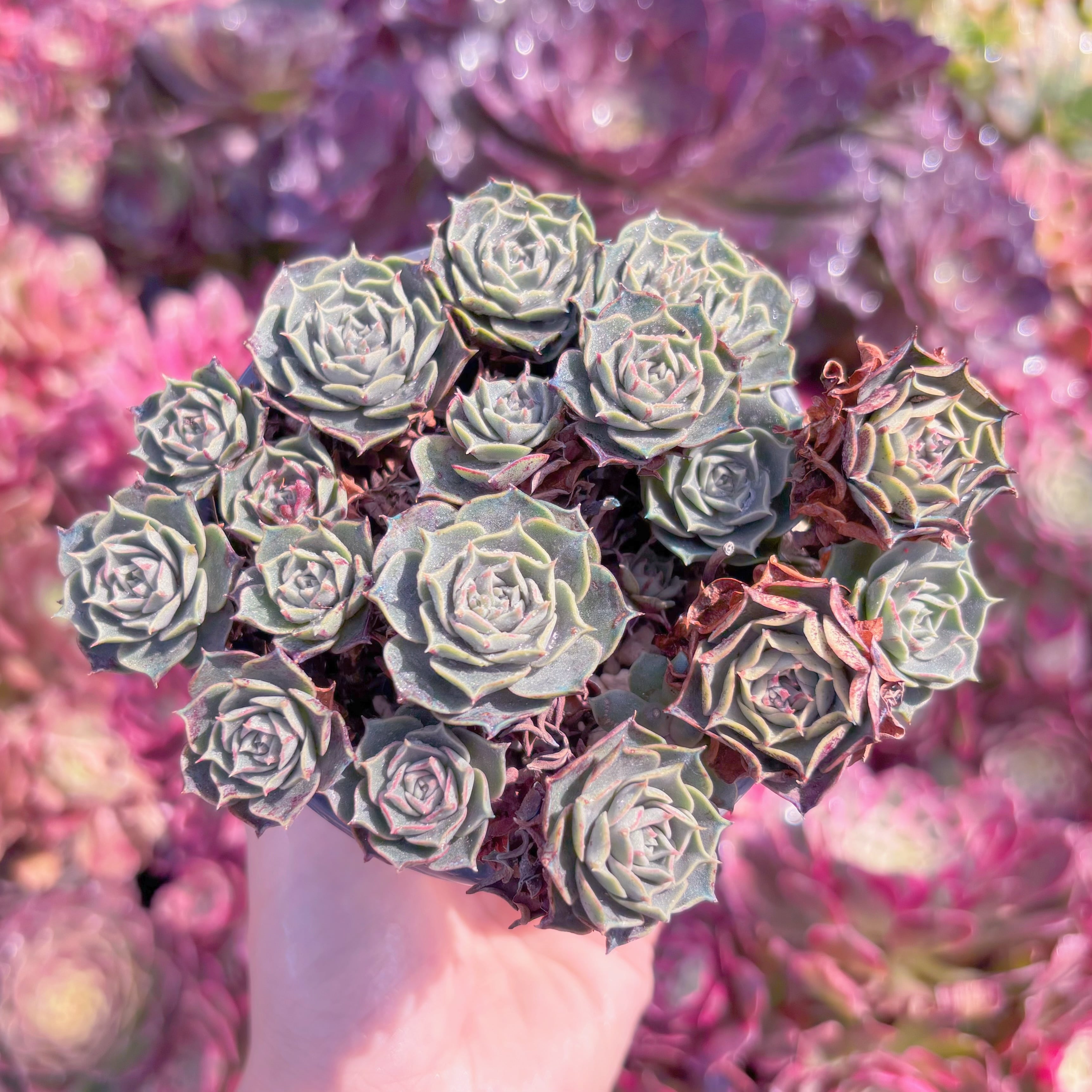 現品　ヨロッパロンギシマ#K487　るる農園