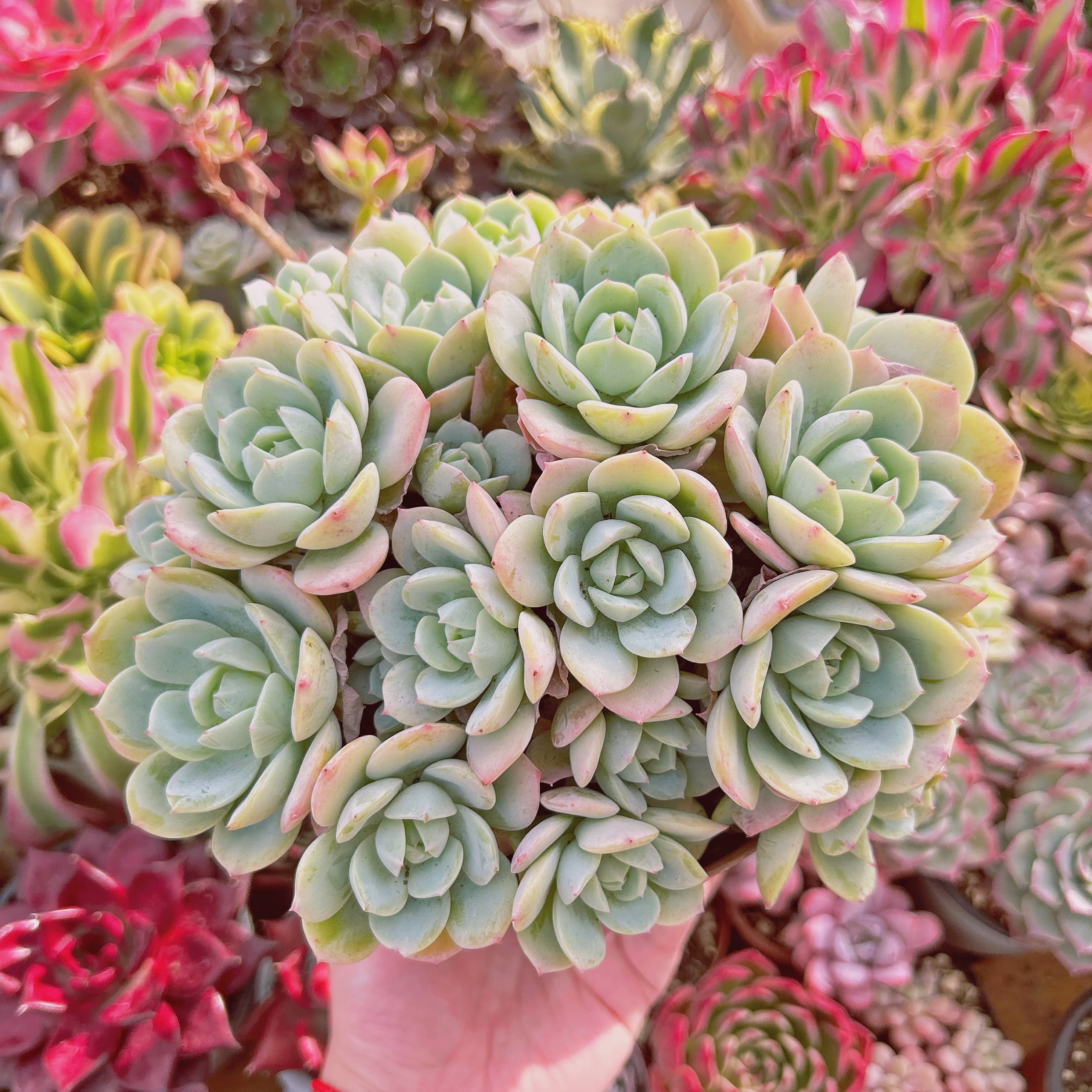 多肉植物　Echeveria  冷香　9頭以上　特特大　